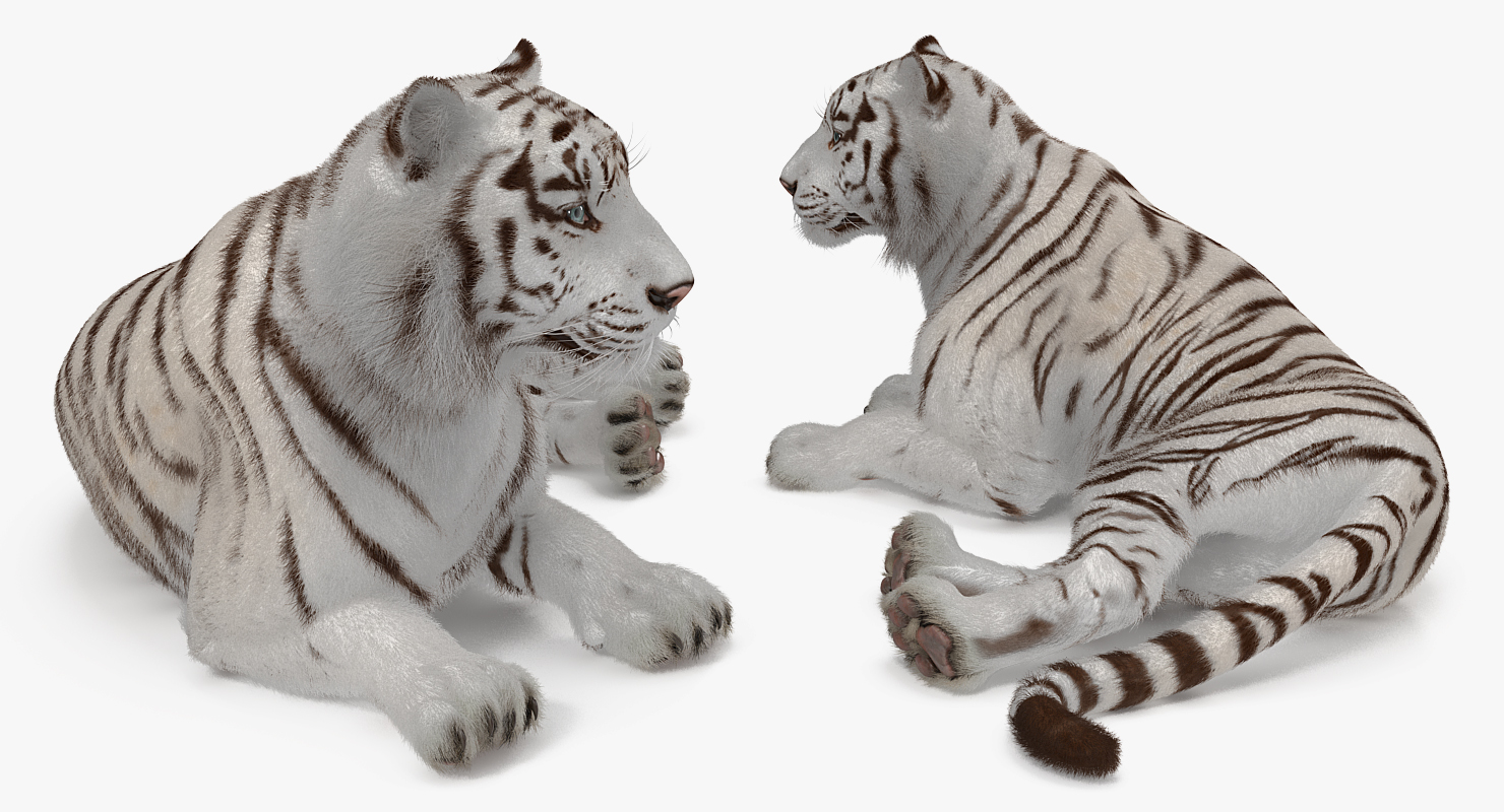 3D Lying White Tiger with Fur