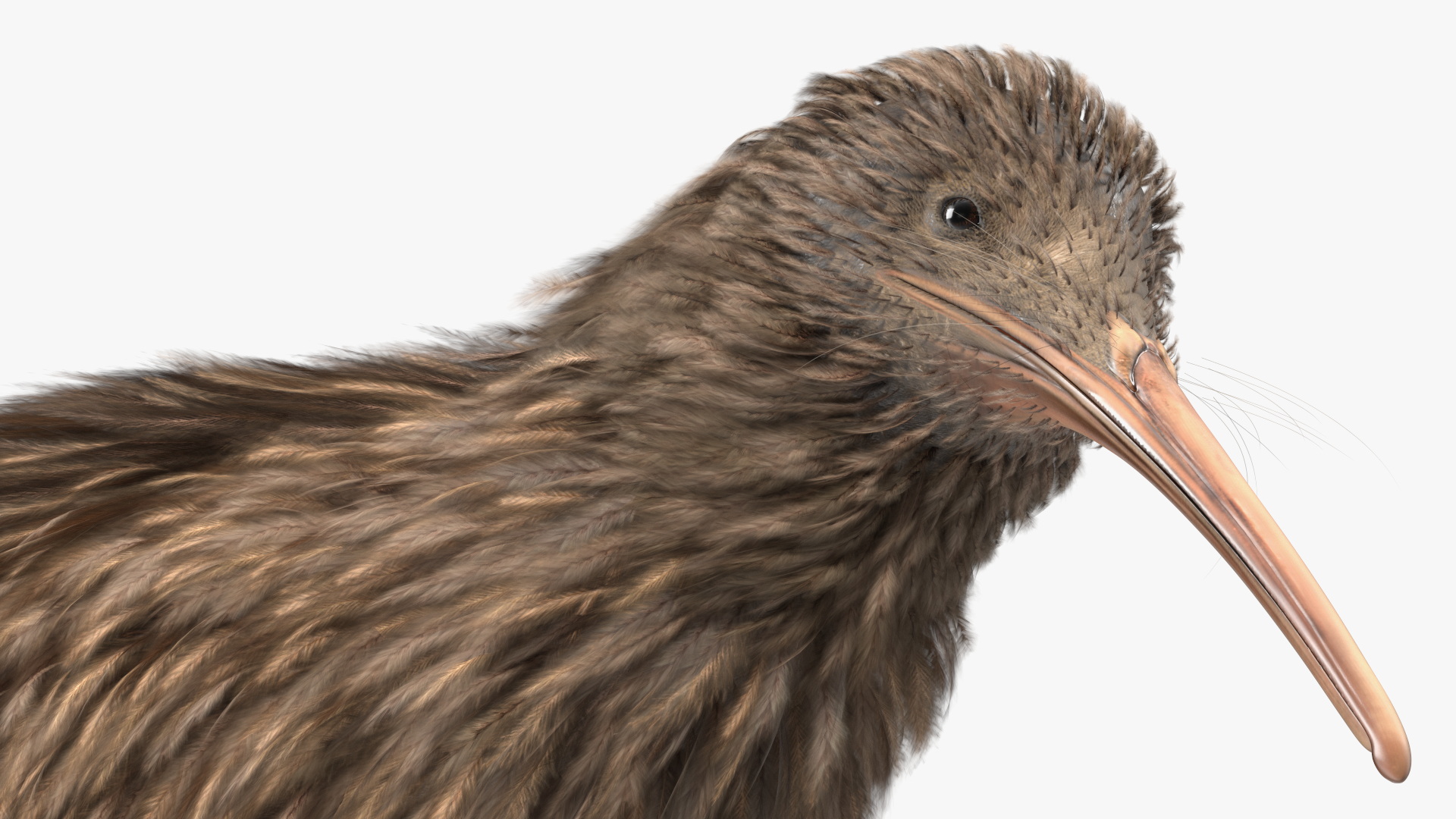 3D Run Pose Kiwi Bird model