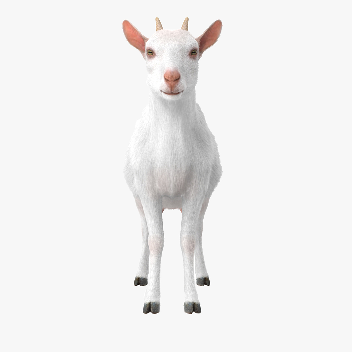 3D Goat Saanen Breed Rigged for Modo model