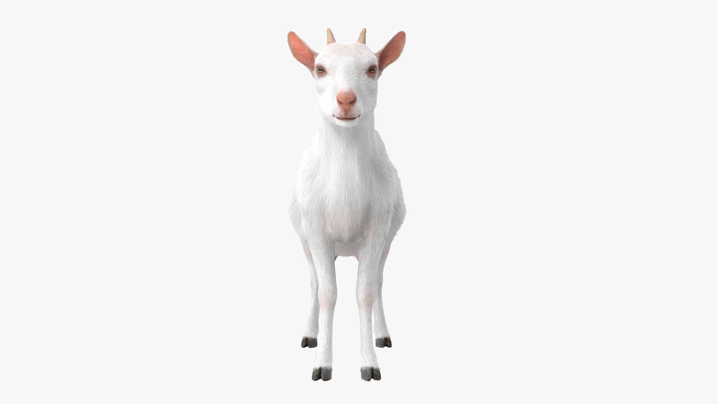 3D Goat Saanen Breed Rigged for Modo model