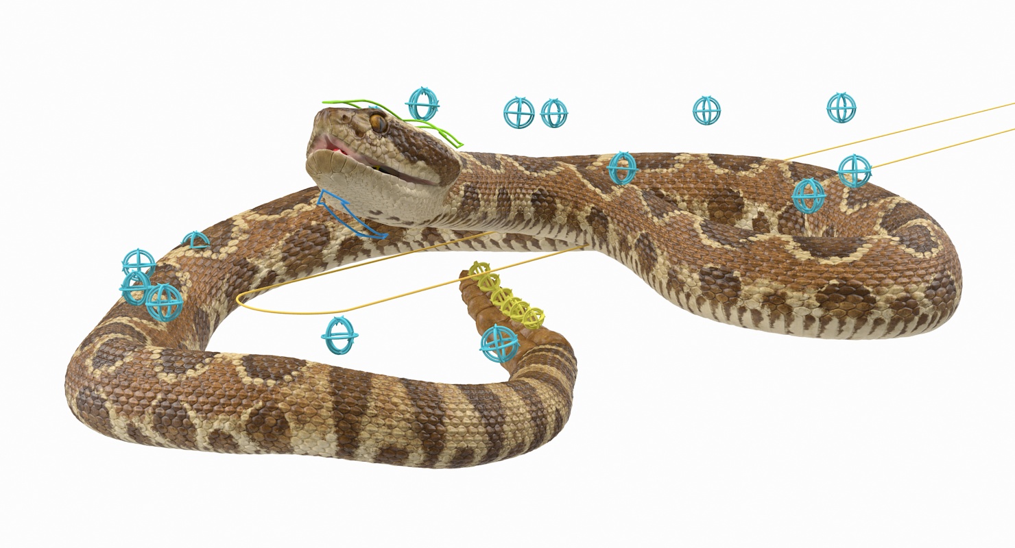 3D Rattlesnake Rigged model