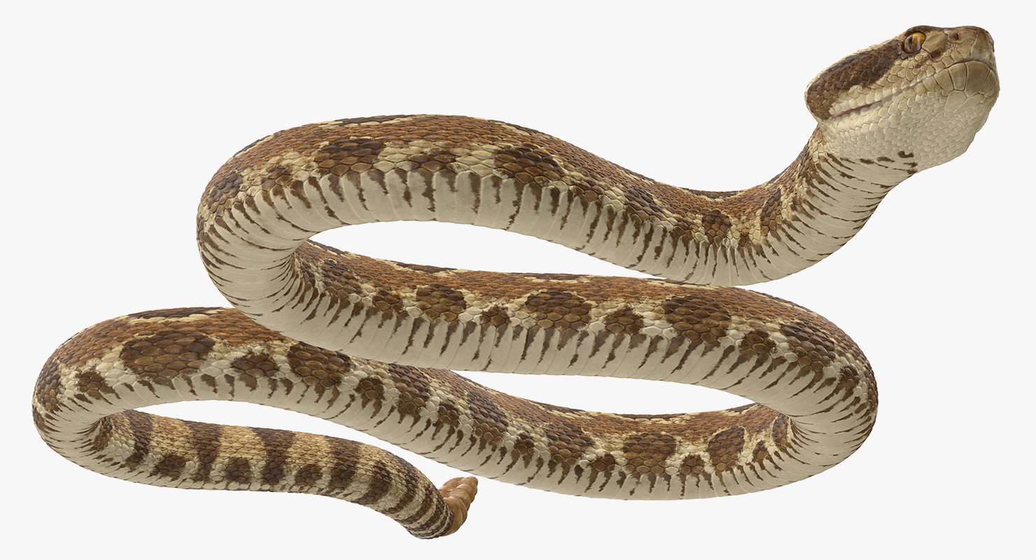 3D Rattlesnake Rigged model