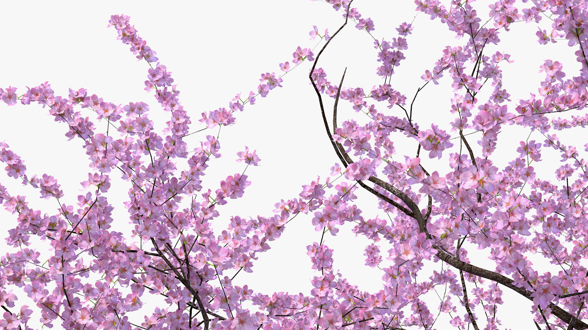 3D Flowering Cherry Tree