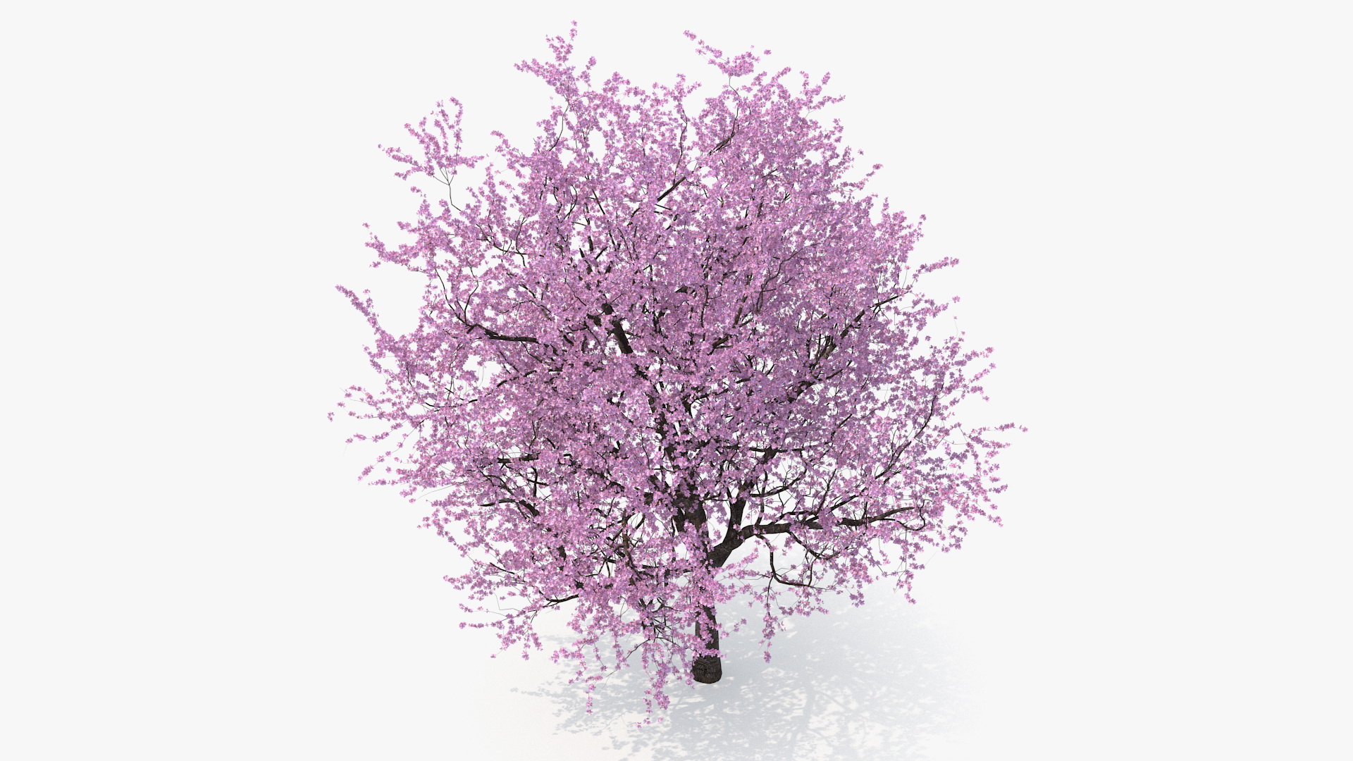 3D Flowering Cherry Tree