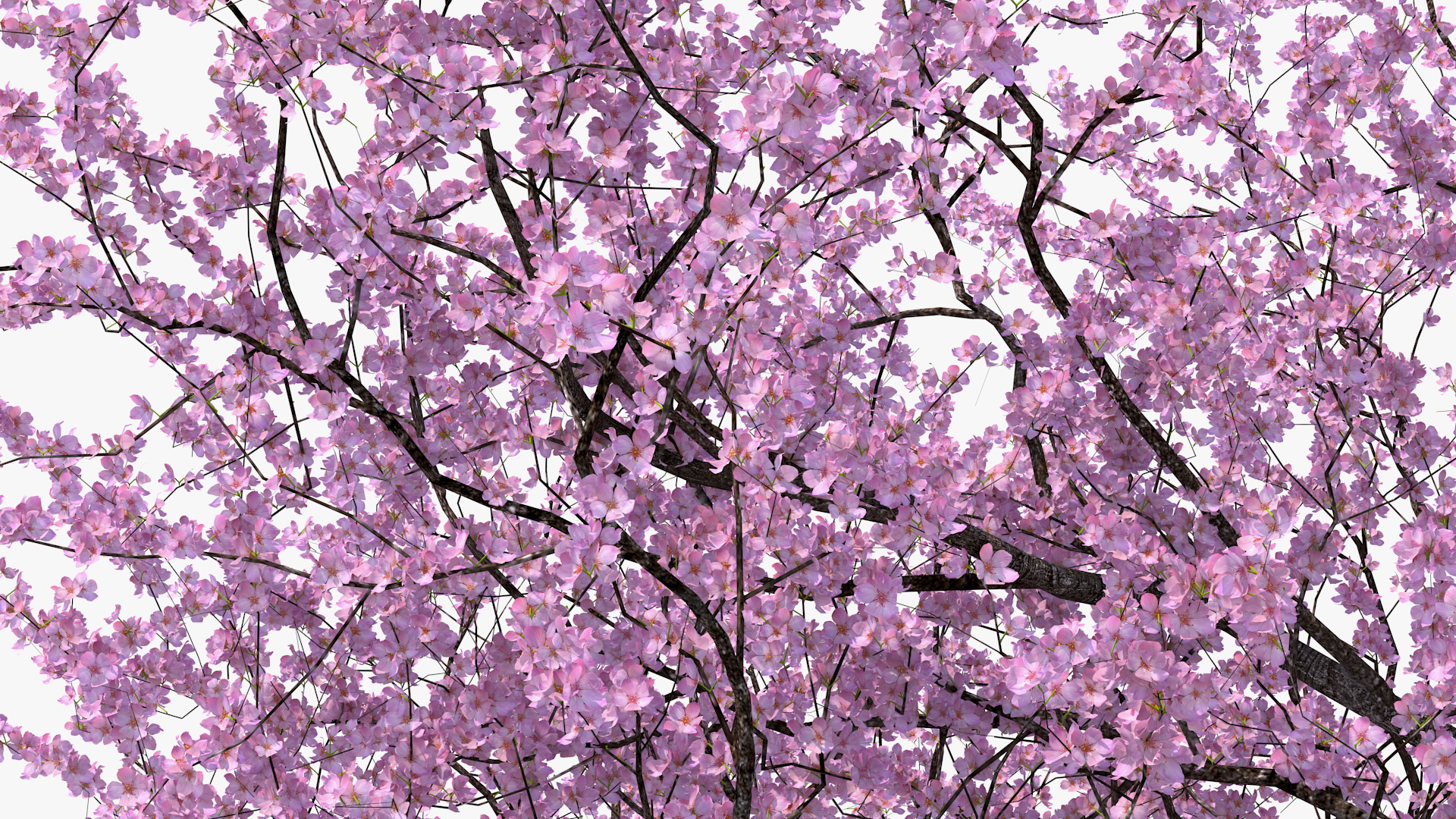 3D Flowering Cherry Tree