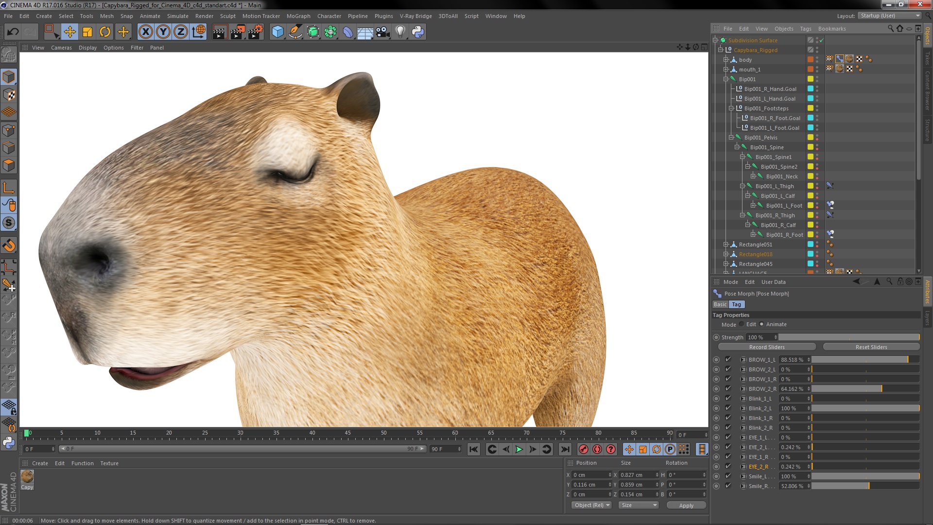 Capybara Rigged for Cinema 4D 3D model