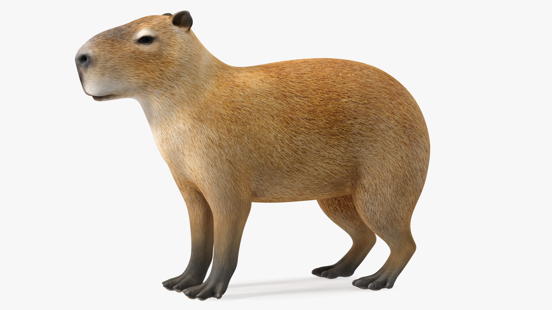 Capybara Rigged for Cinema 4D 3D model