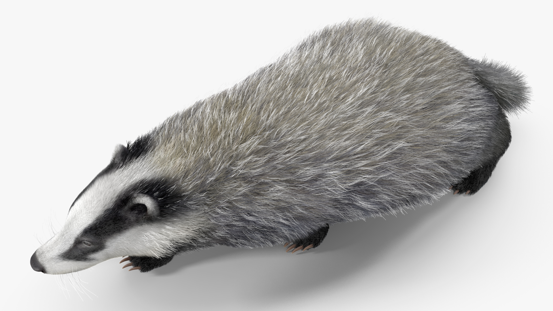 Walking Badger 3D model