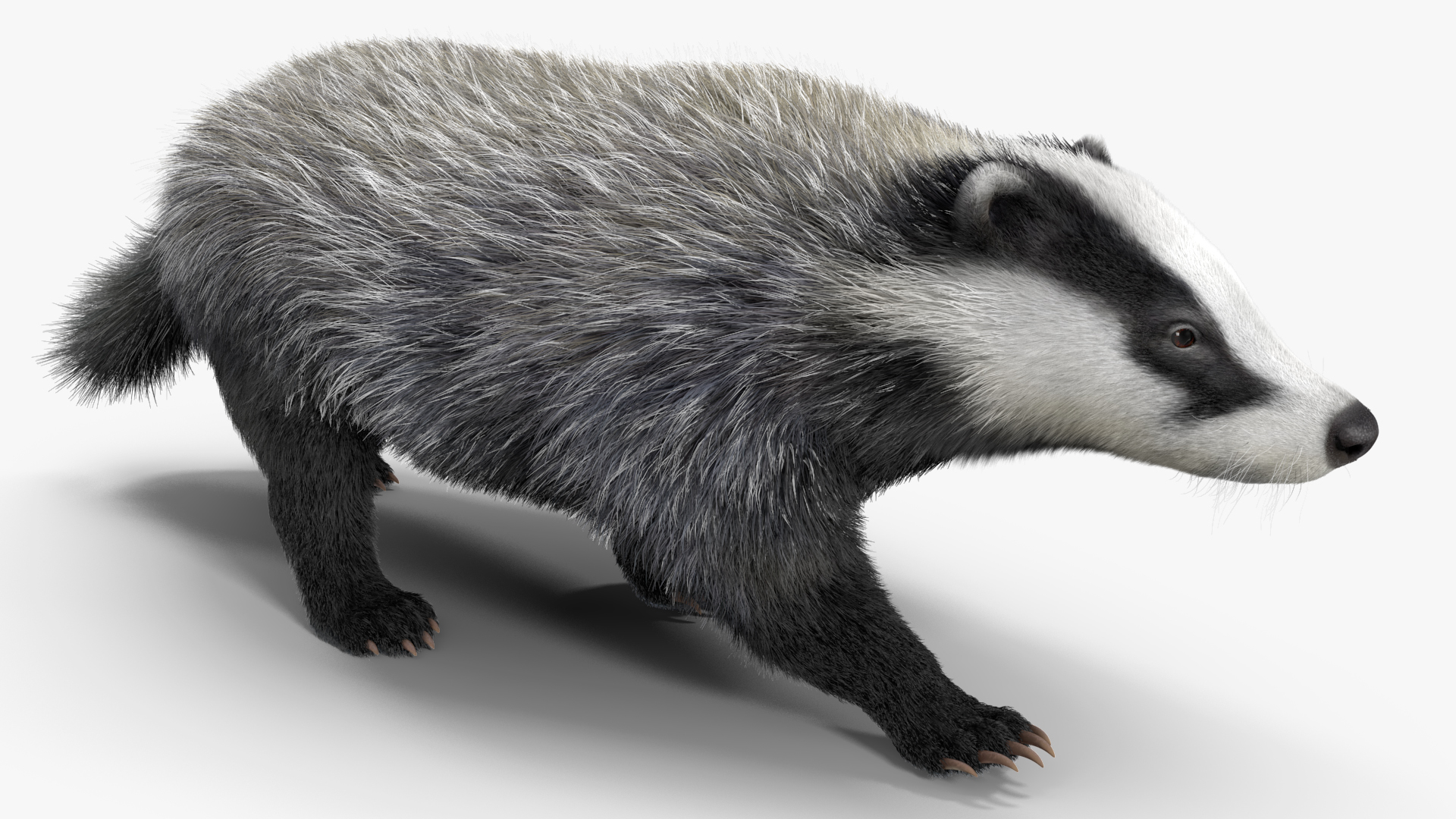 Walking Badger 3D model