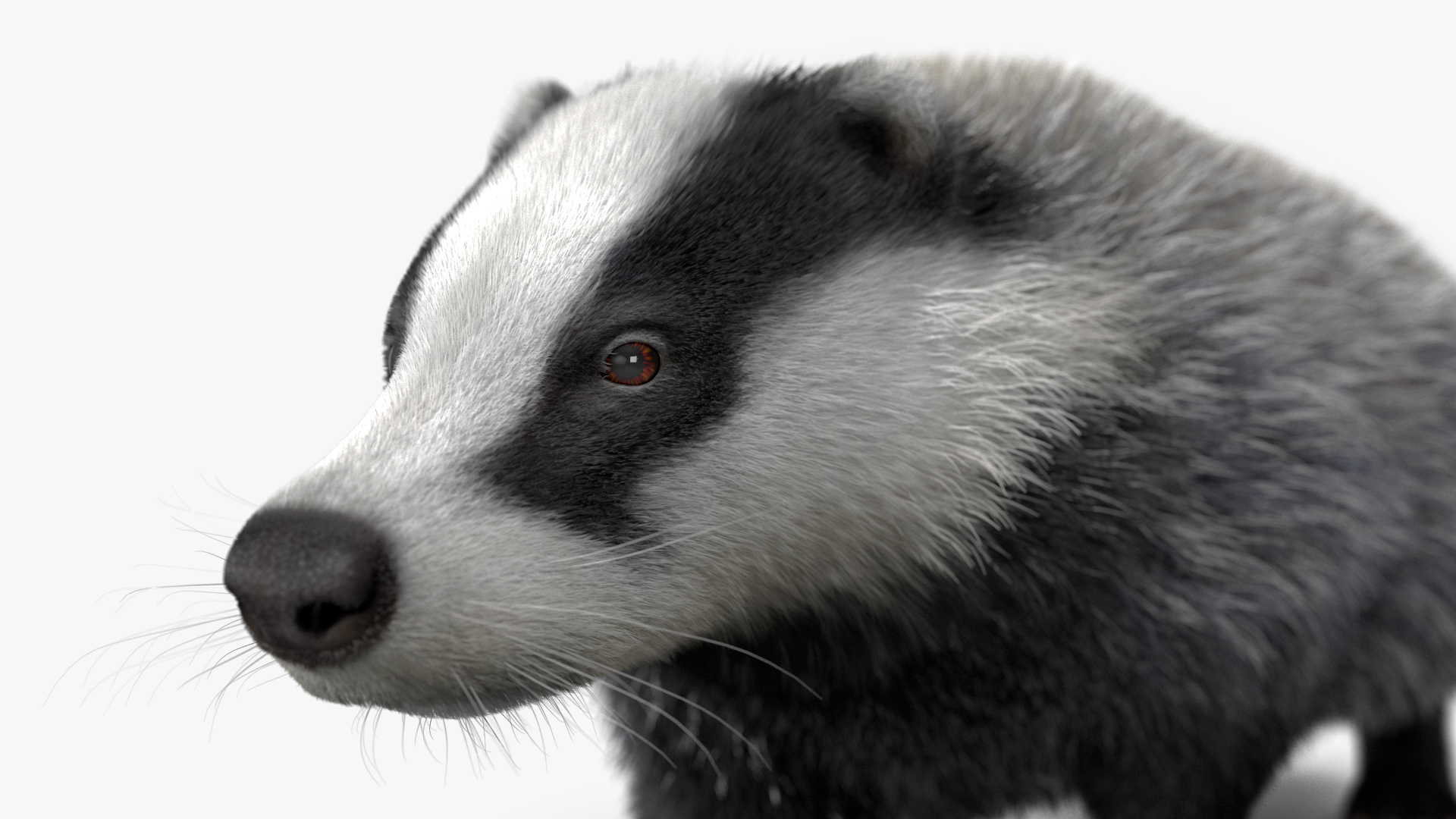 Walking Badger 3D model