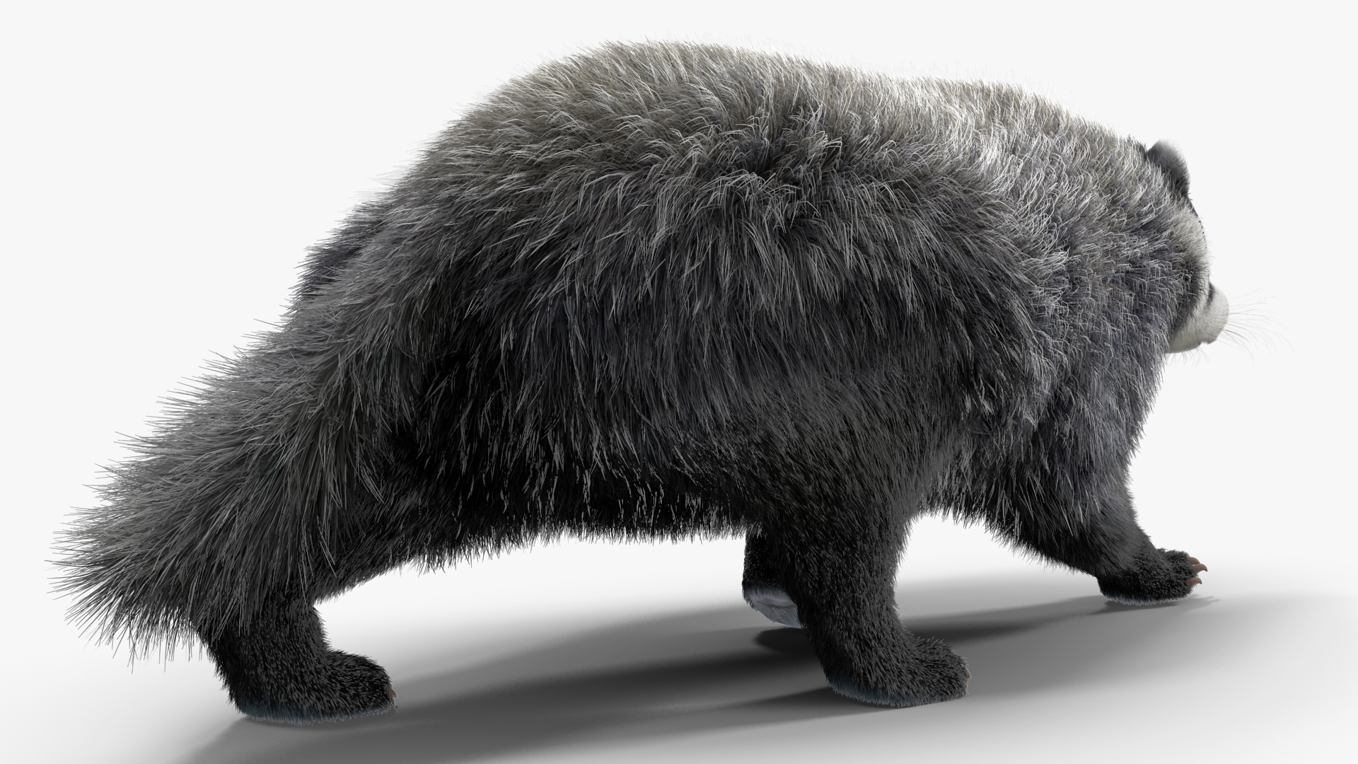 Walking Badger 3D model