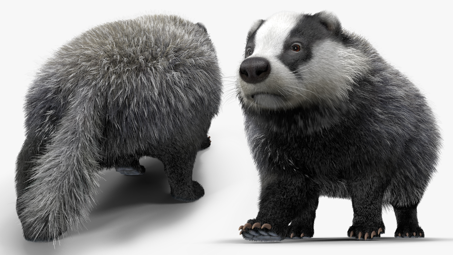 Walking Badger 3D model