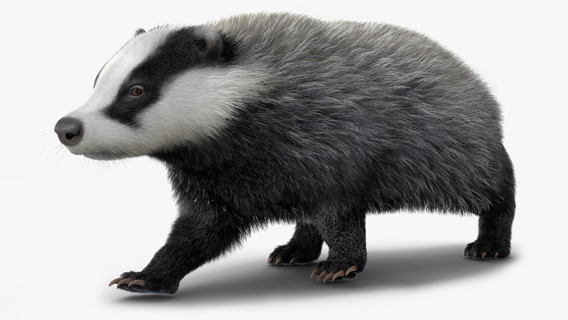 Walking Badger 3D model