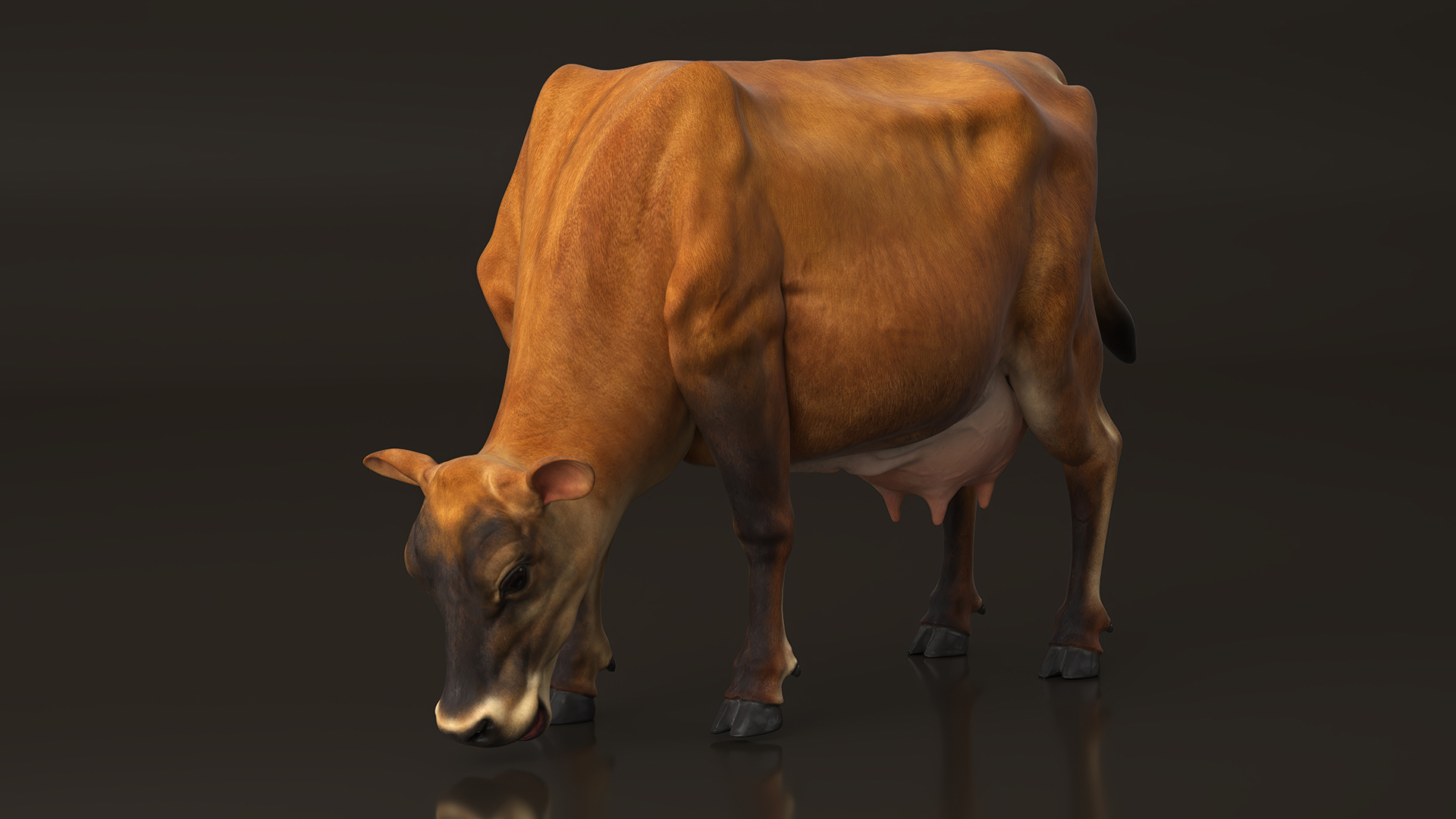 3D Jersey Dairy Cow Rigged model