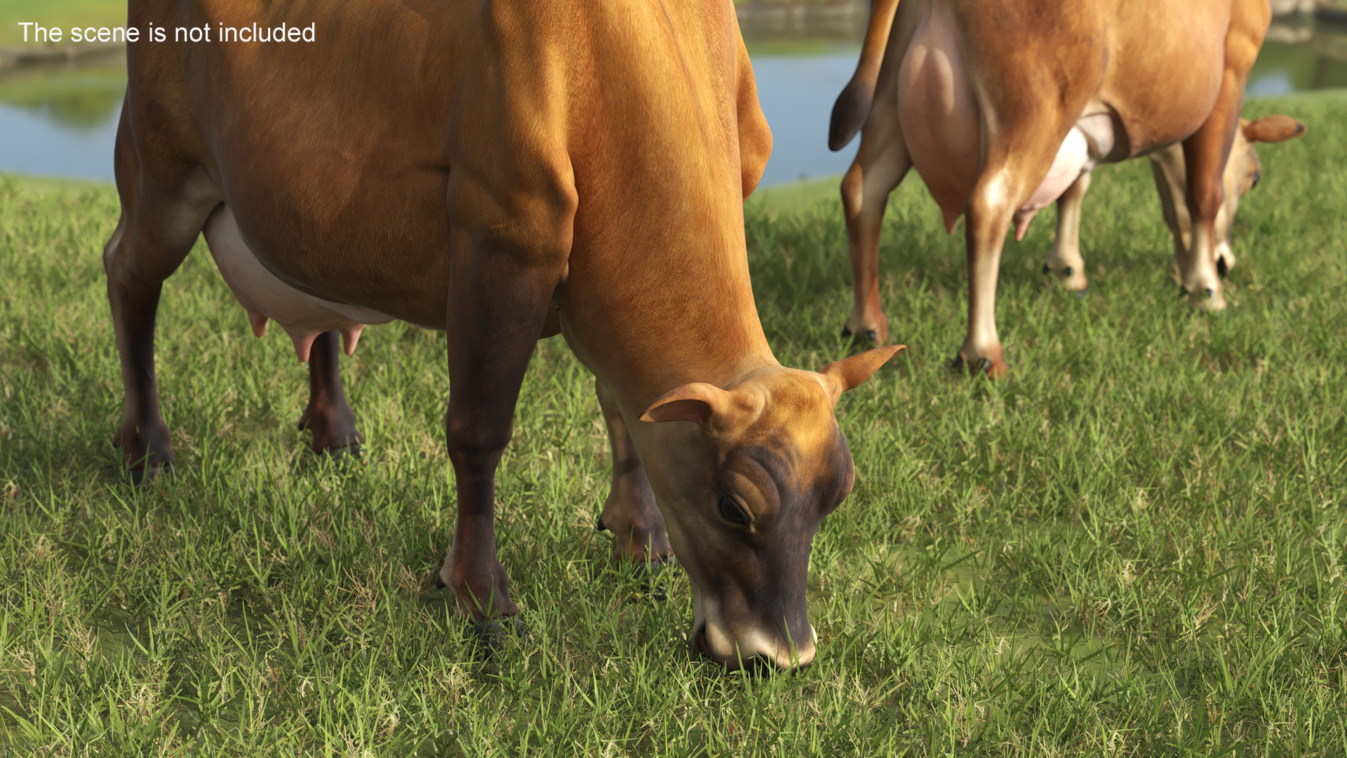 3D Jersey Dairy Cow Rigged model