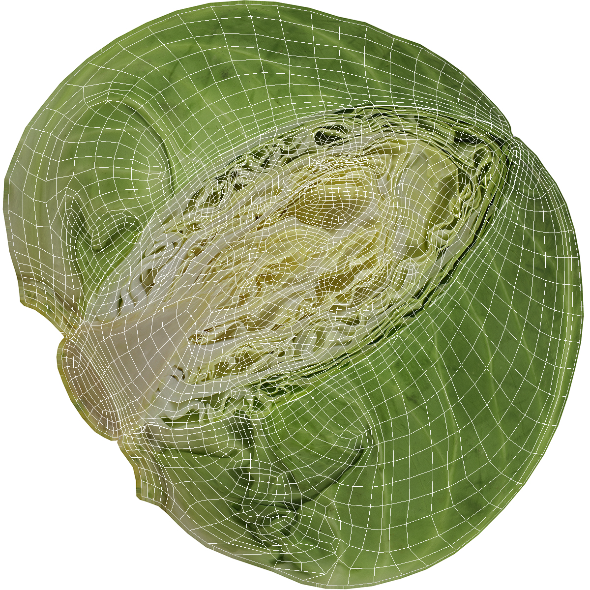 Cabbage Half 3D