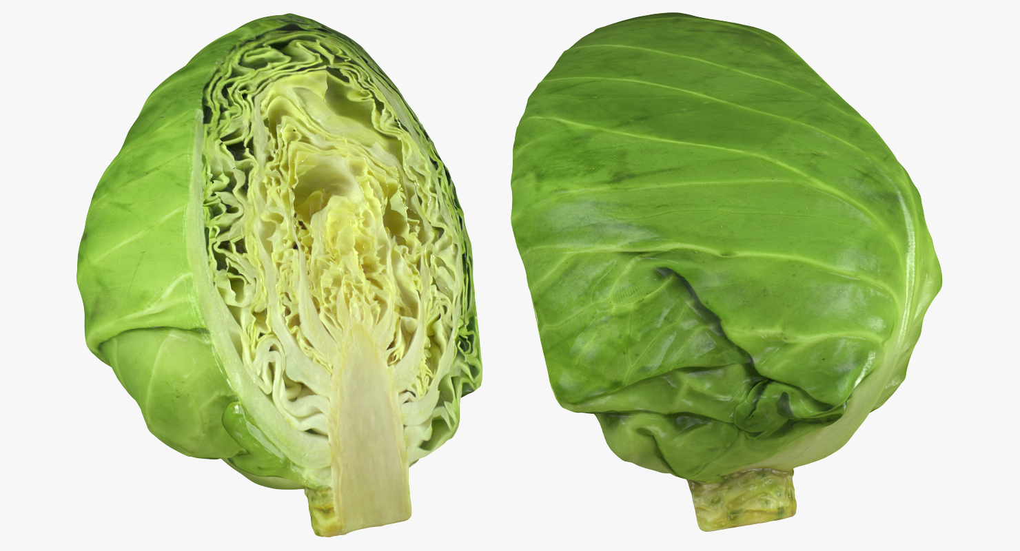 Cabbage Half 3D