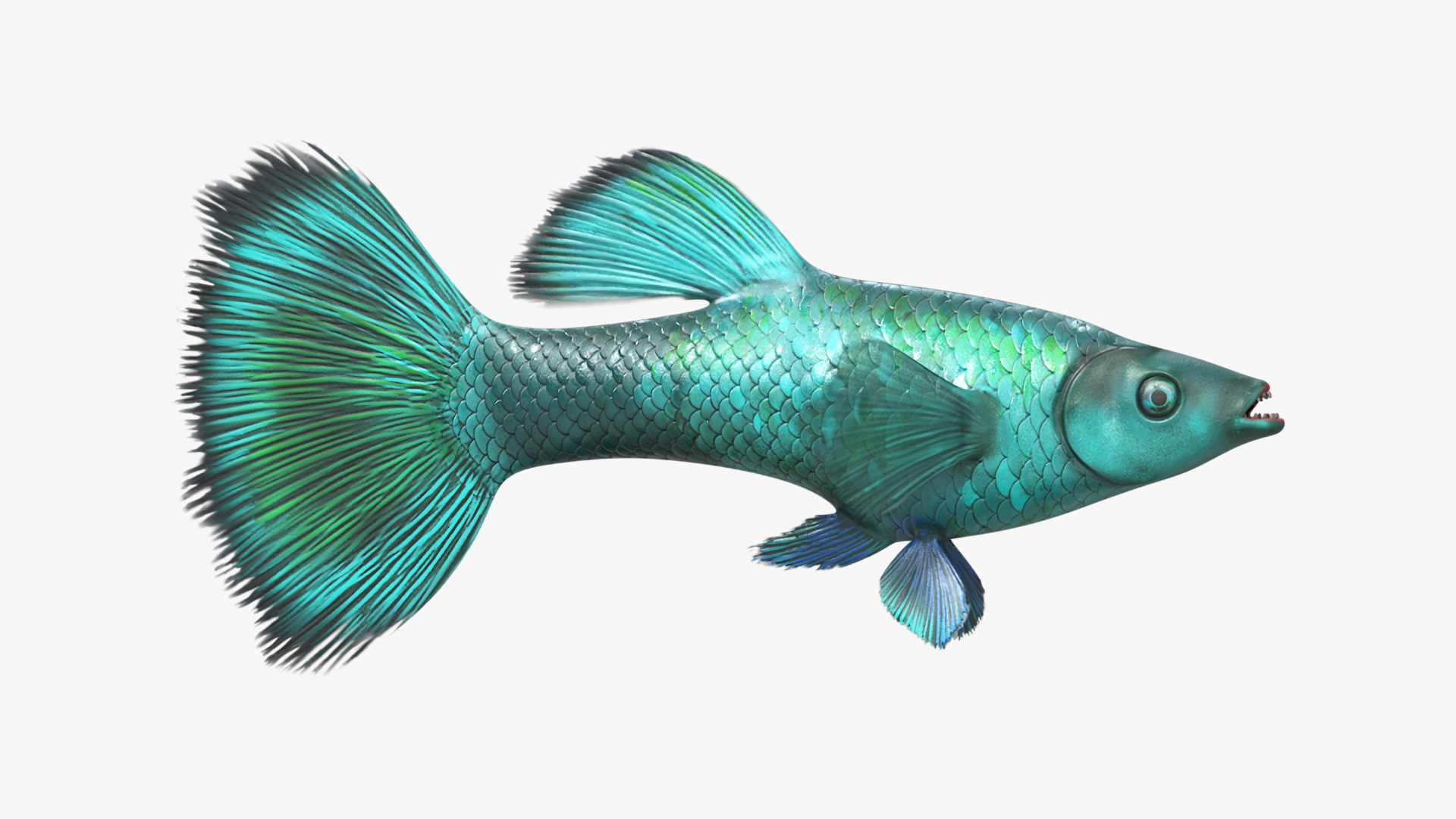 3D model Guppy Fish Malachite