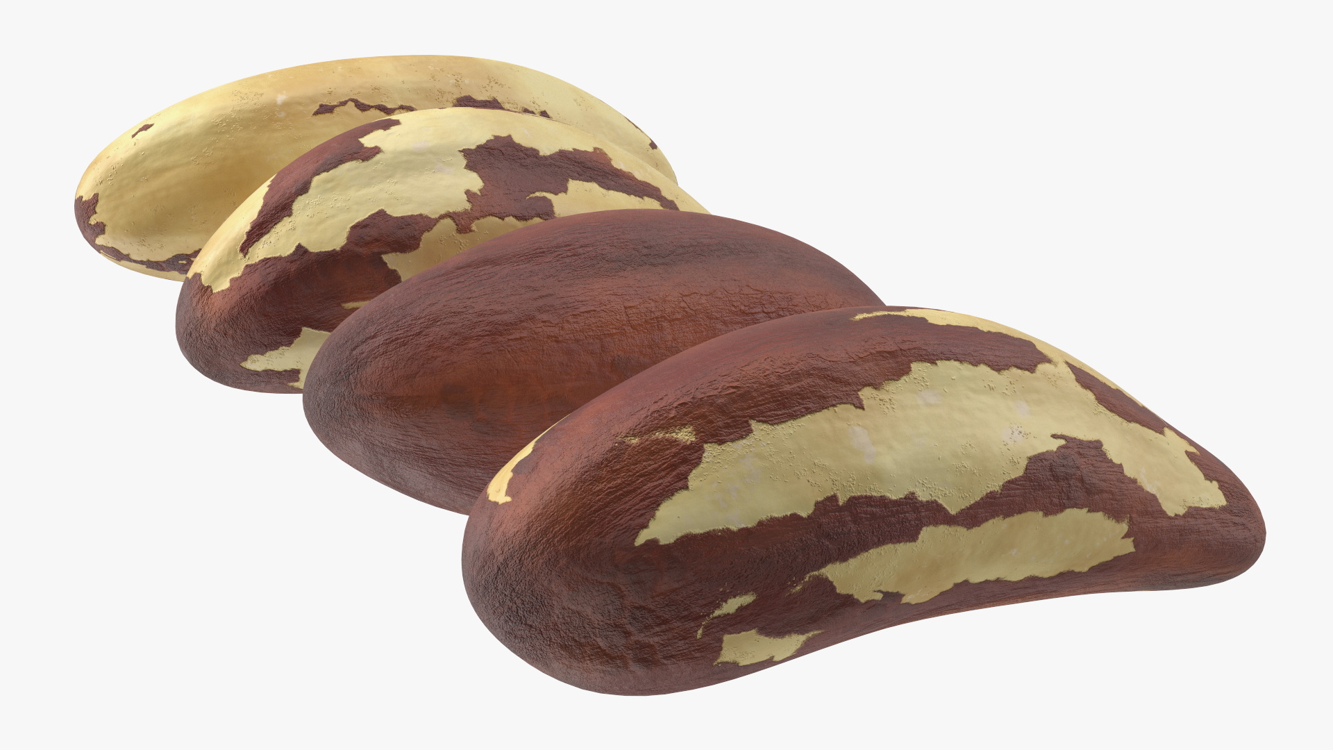 3D model Brazil Nut