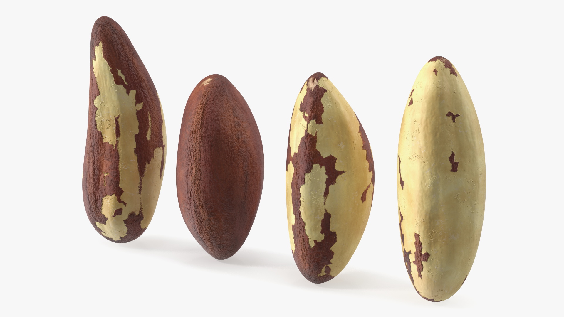 3D model Brazil Nut