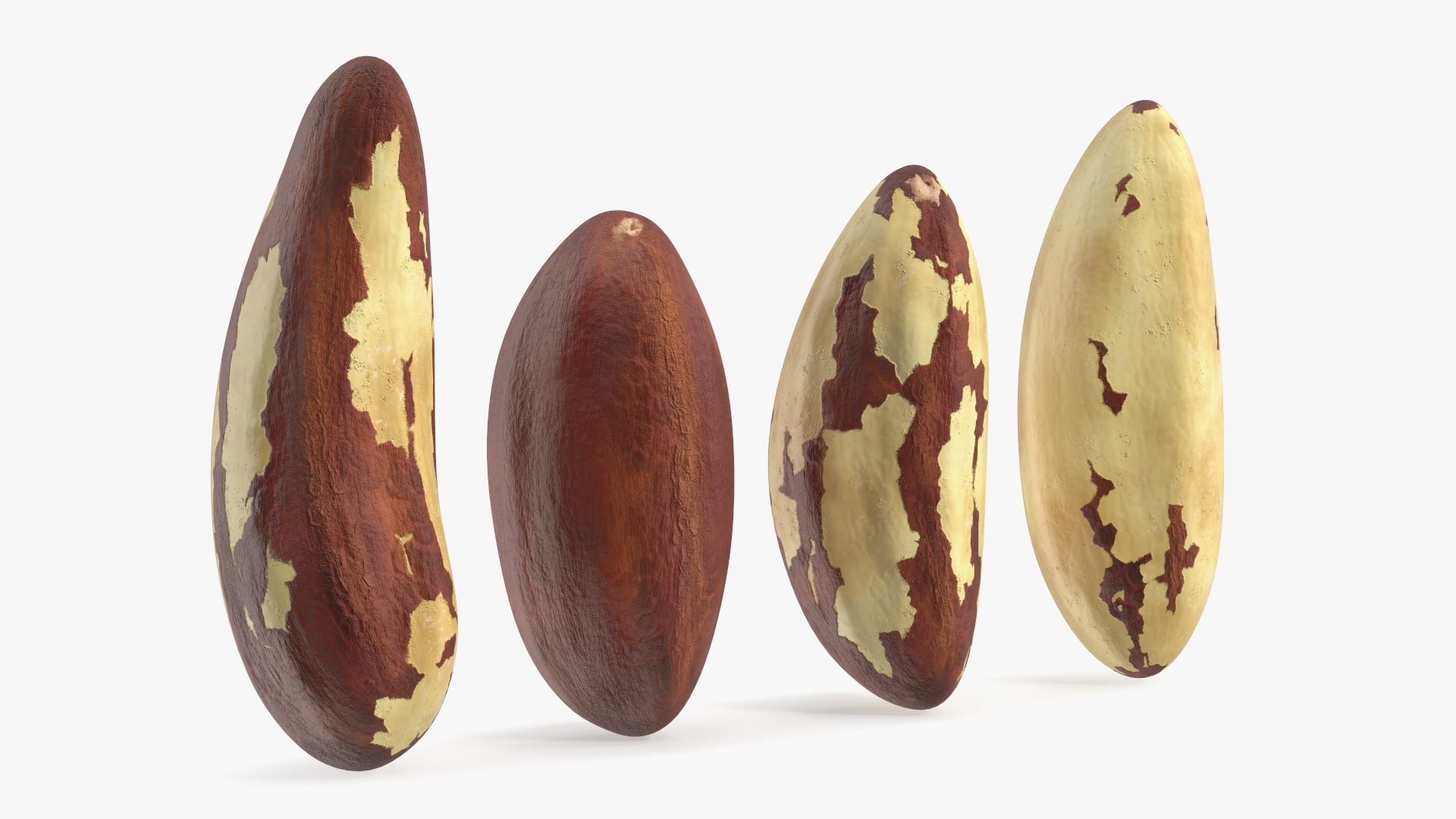 3D model Brazil Nut