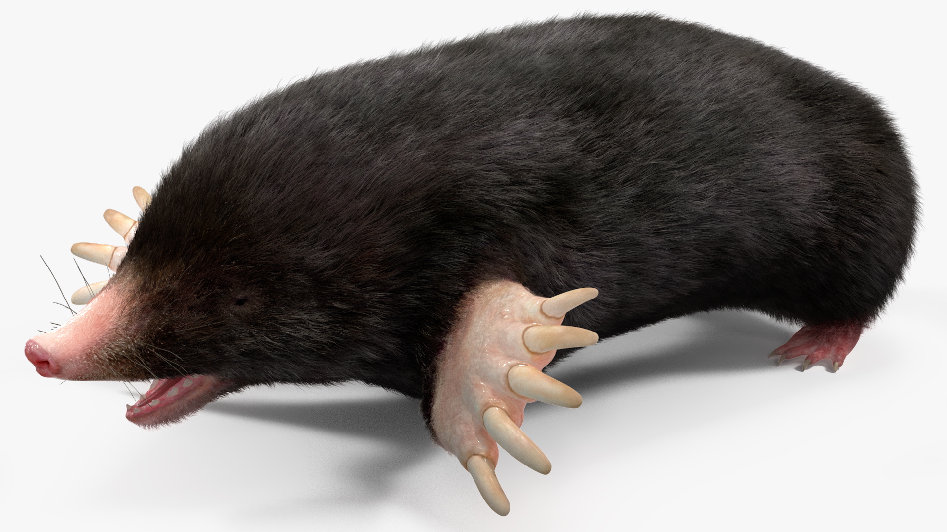 Mole Animal Fur Rigged 3D