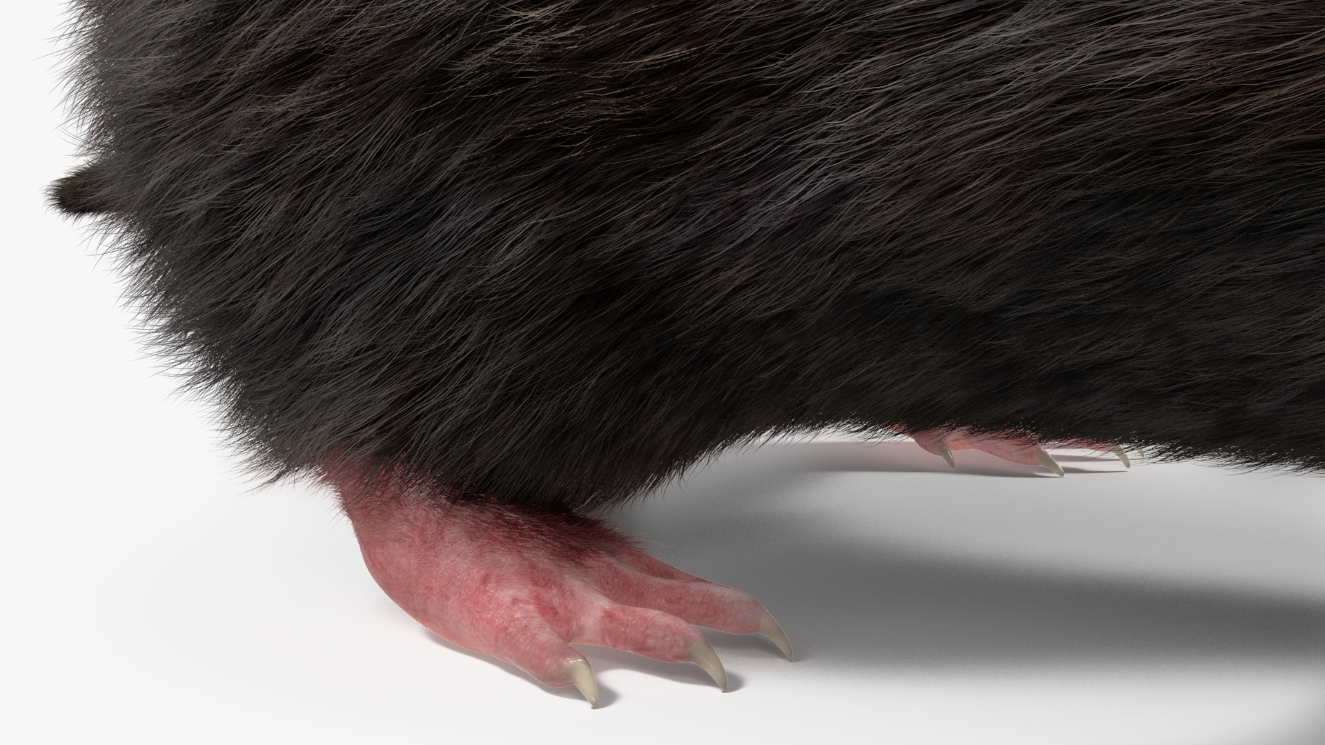 Mole Animal Fur Rigged 3D