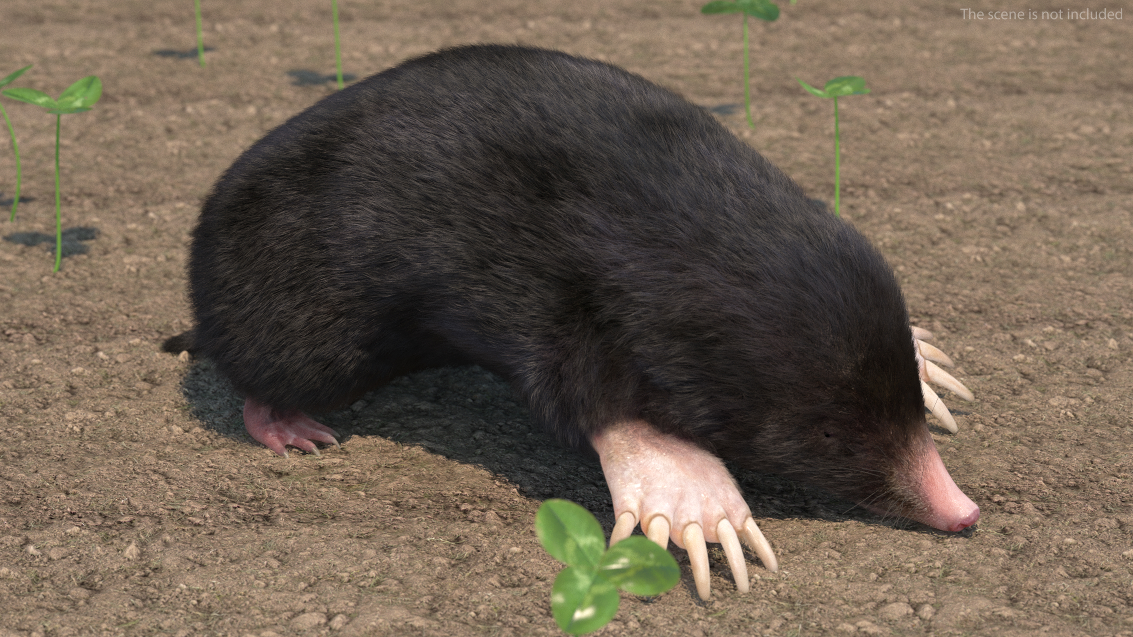 Mole Animal Fur Rigged 3D