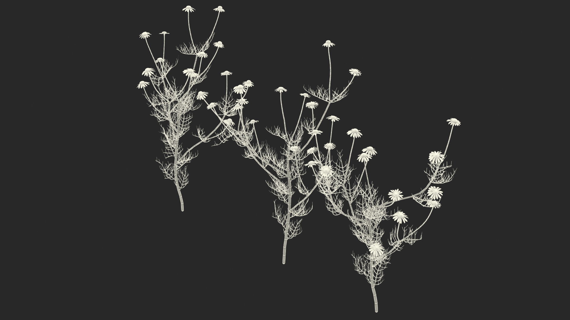 Matricaria Chamomilla Flower Set 3D