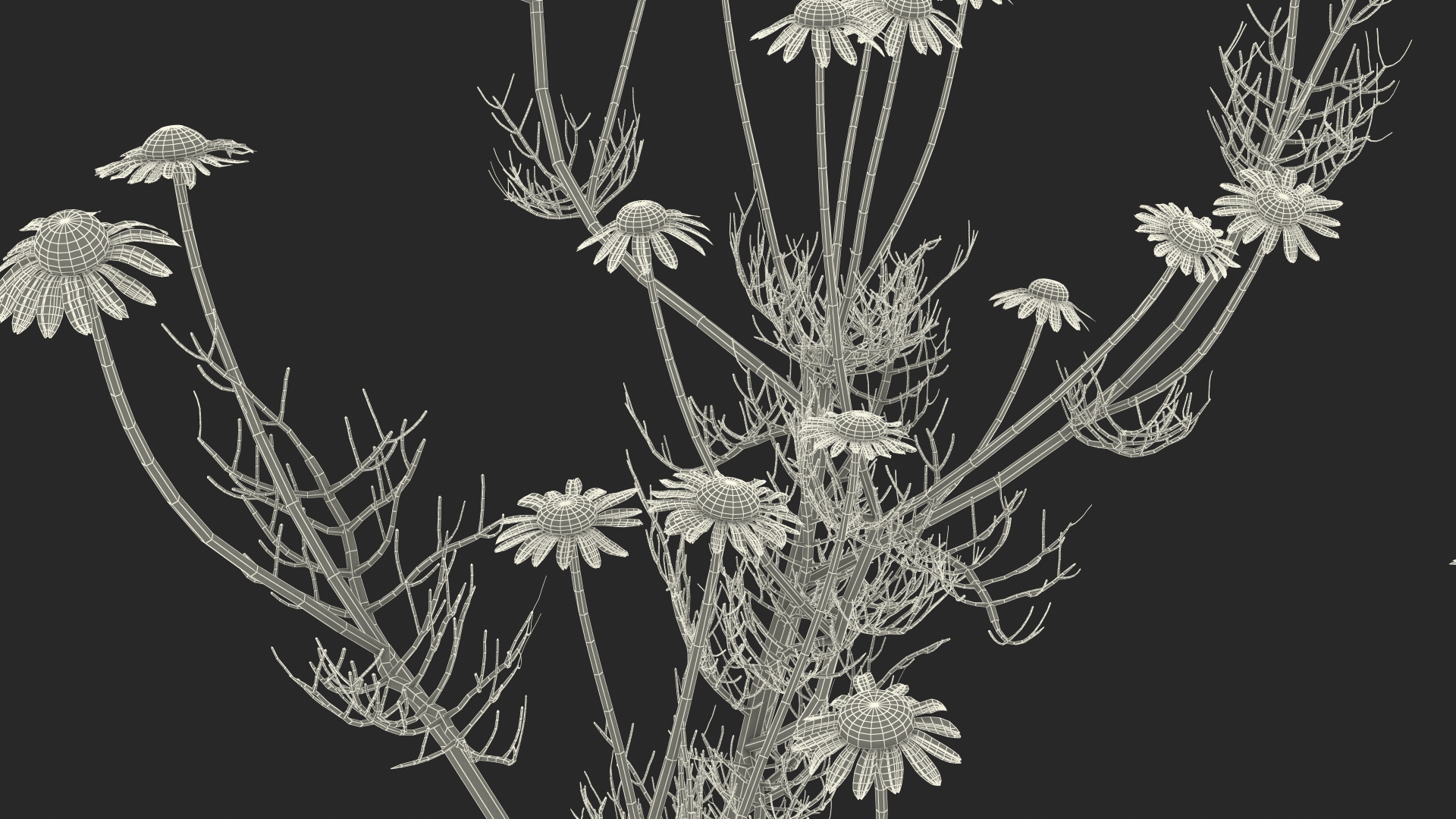 Matricaria Chamomilla Flower Set 3D