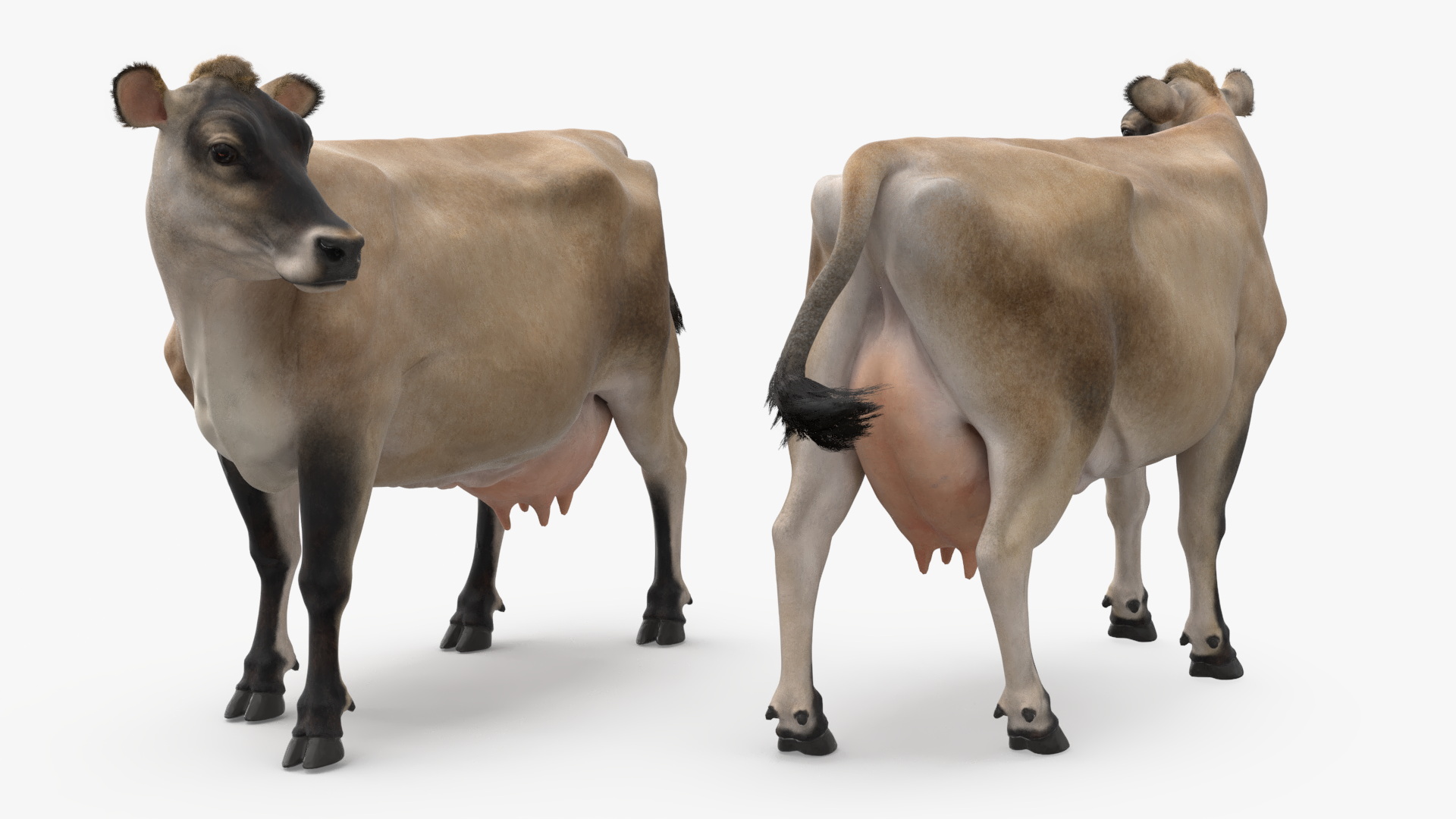 3D Channel Island Cow Beige Fur model