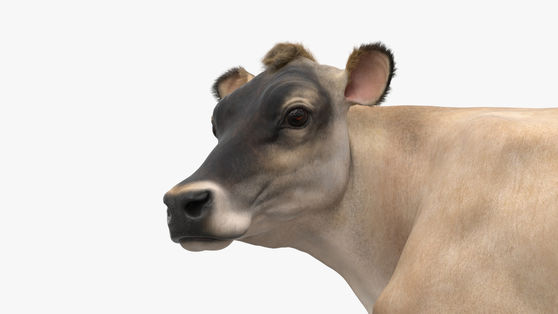 3D Channel Island Cow Beige Fur model