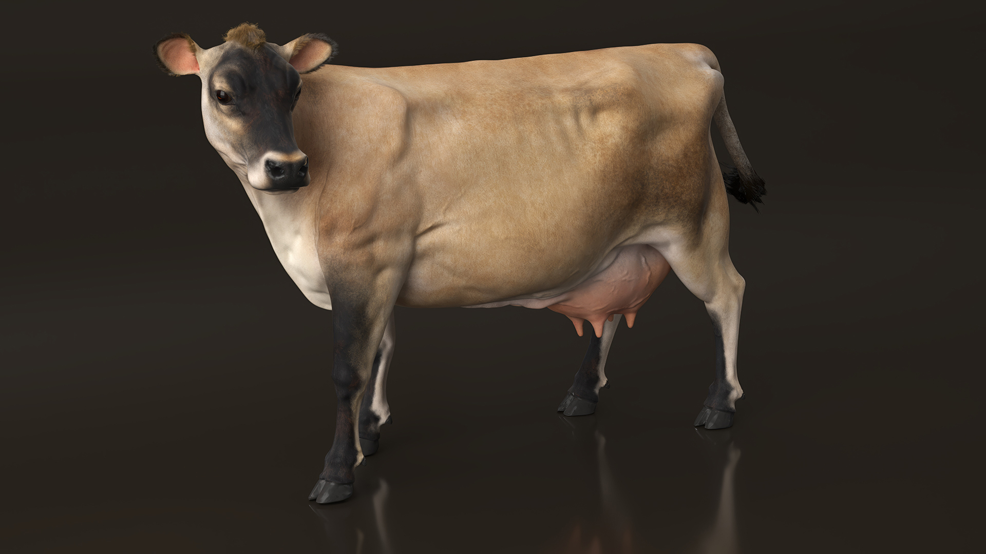 3D Channel Island Cow Beige Fur model