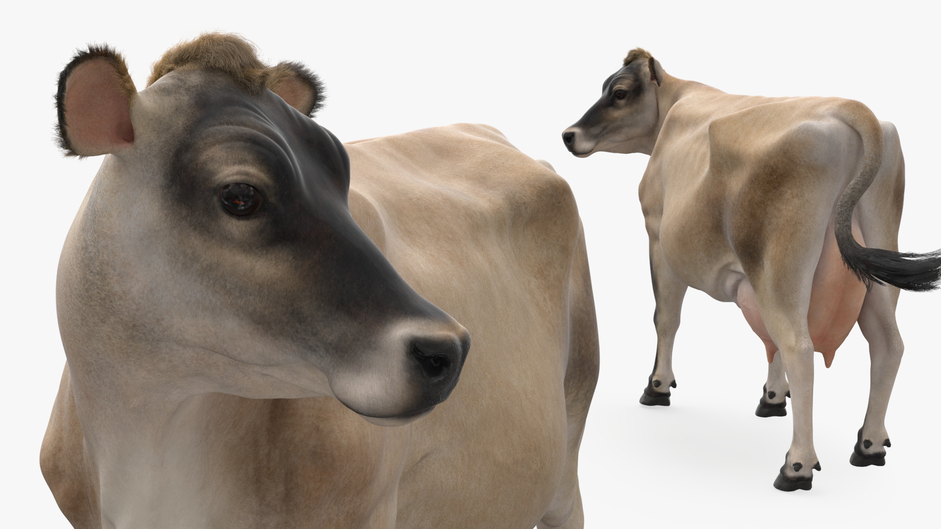 3D Channel Island Cow Beige Fur model