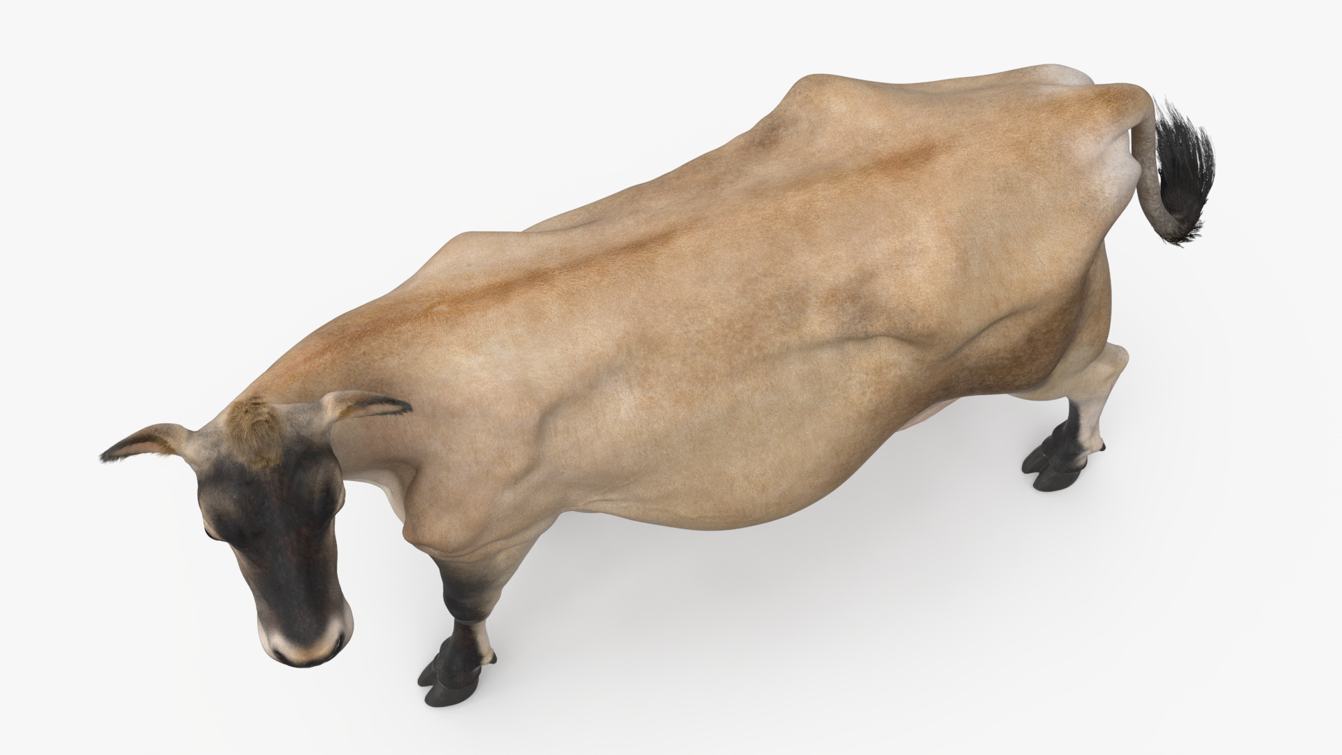 3D Channel Island Cow Beige Fur model