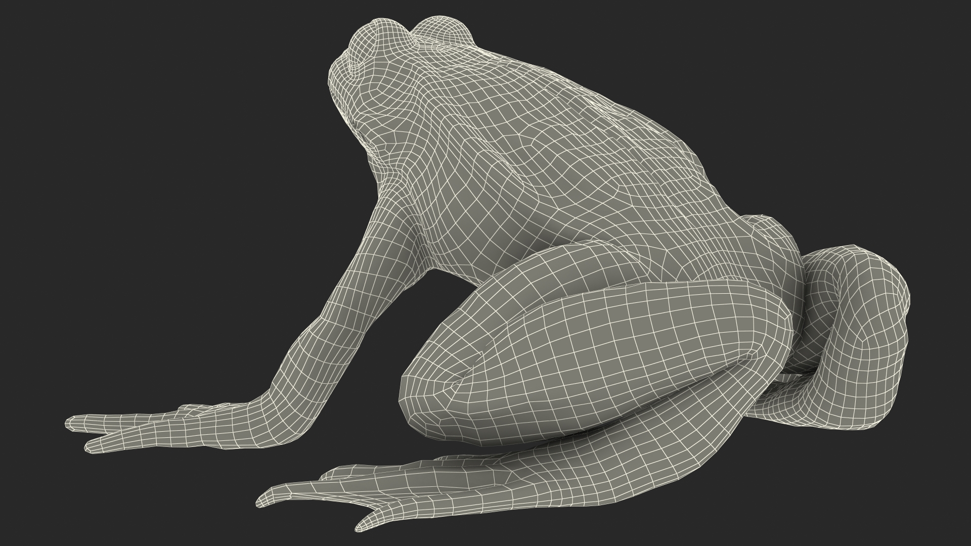 3D model Frog Internal Organs