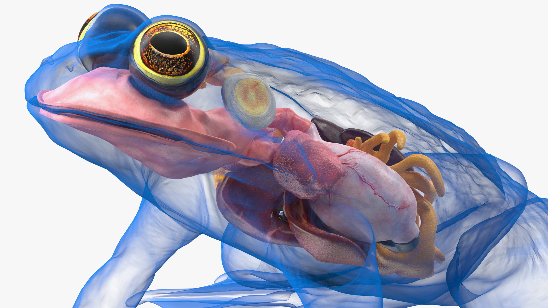 3D model Frog Internal Organs