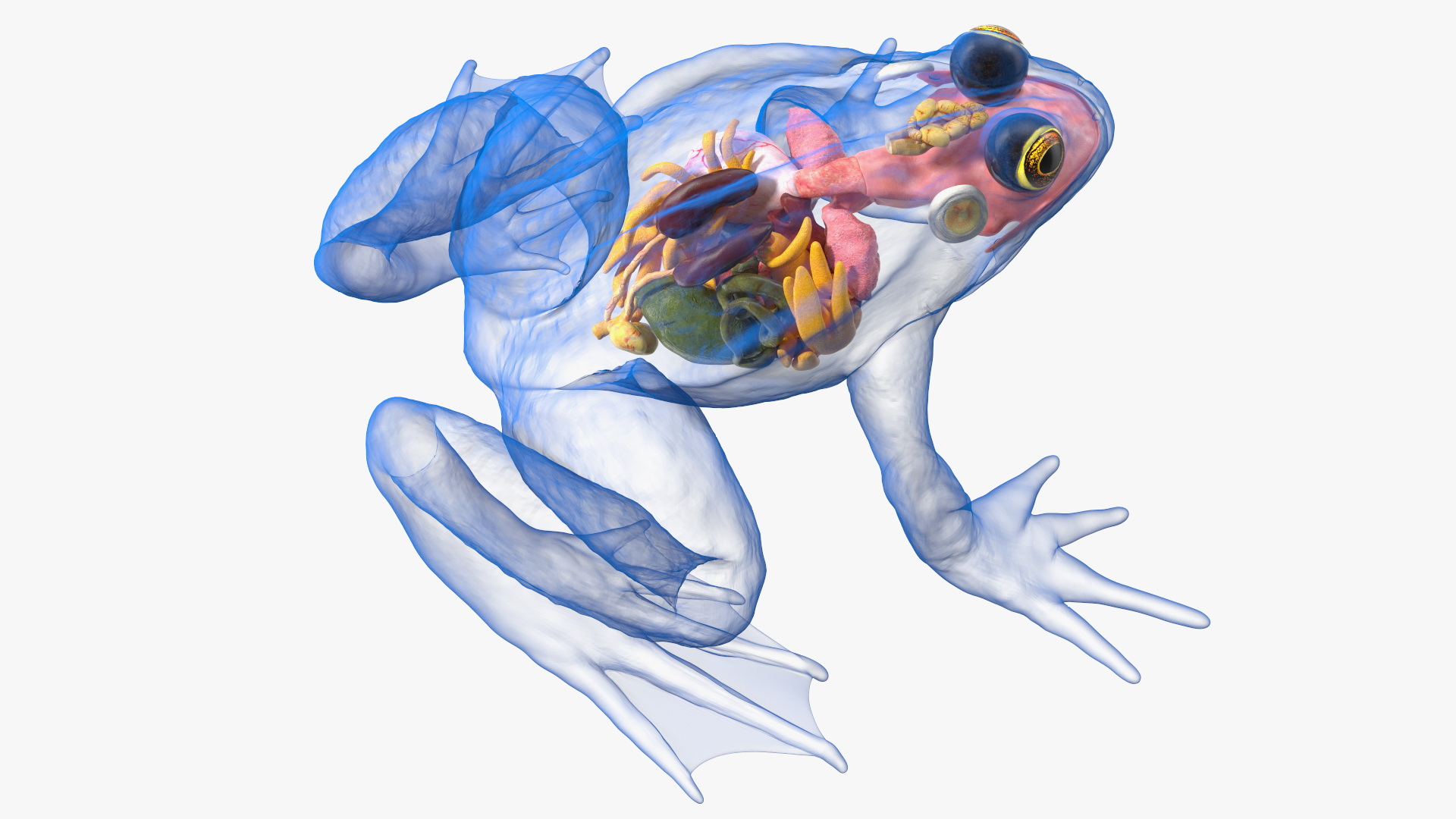 3D model Frog Internal Organs