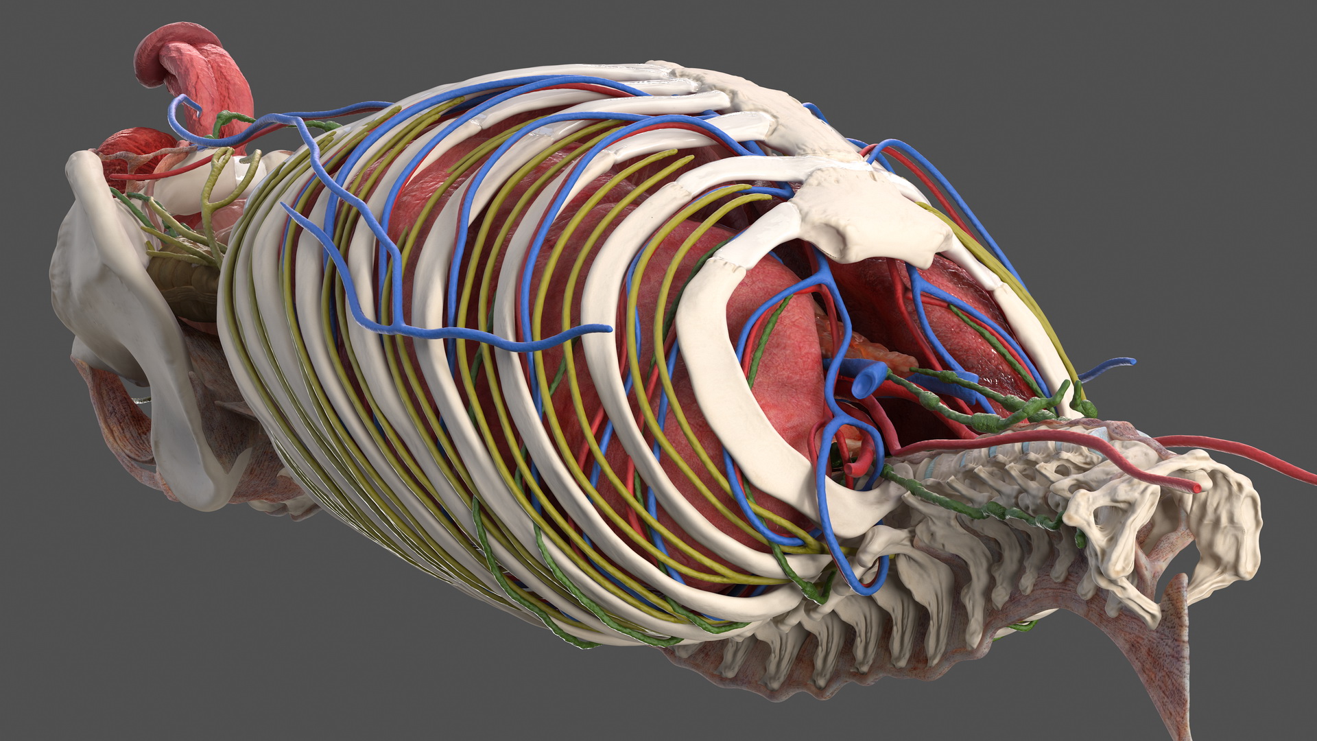 3D Male Torso and Internal Organs Anatomy model