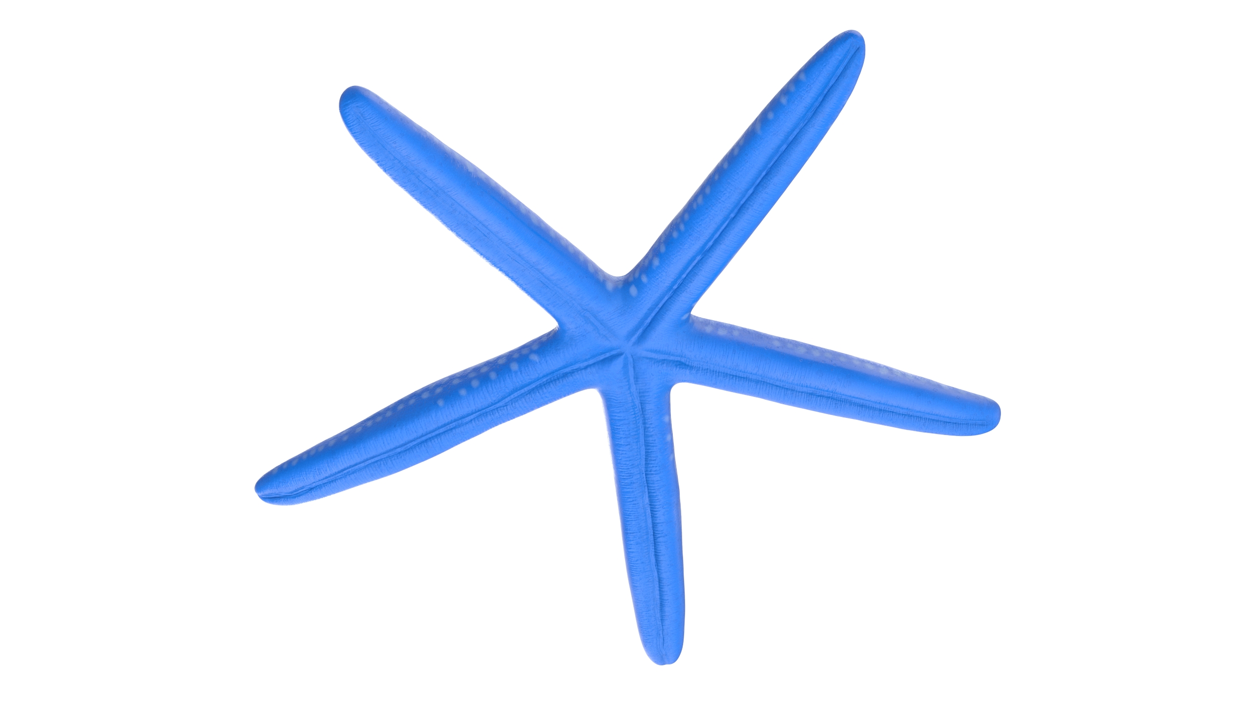 3D Blue Sea Star model