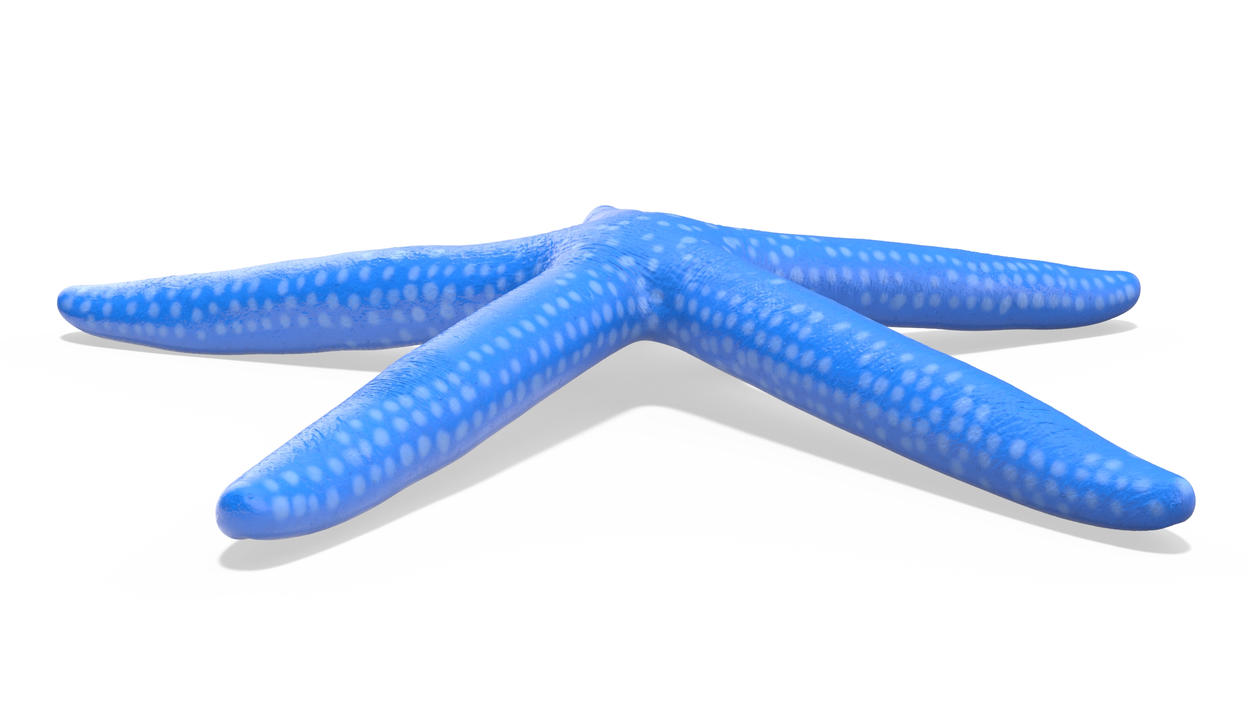 3D Blue Sea Star model