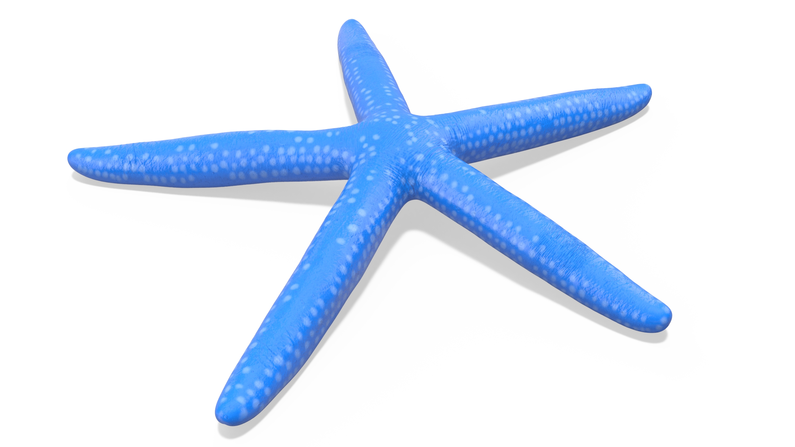 3D Blue Sea Star model