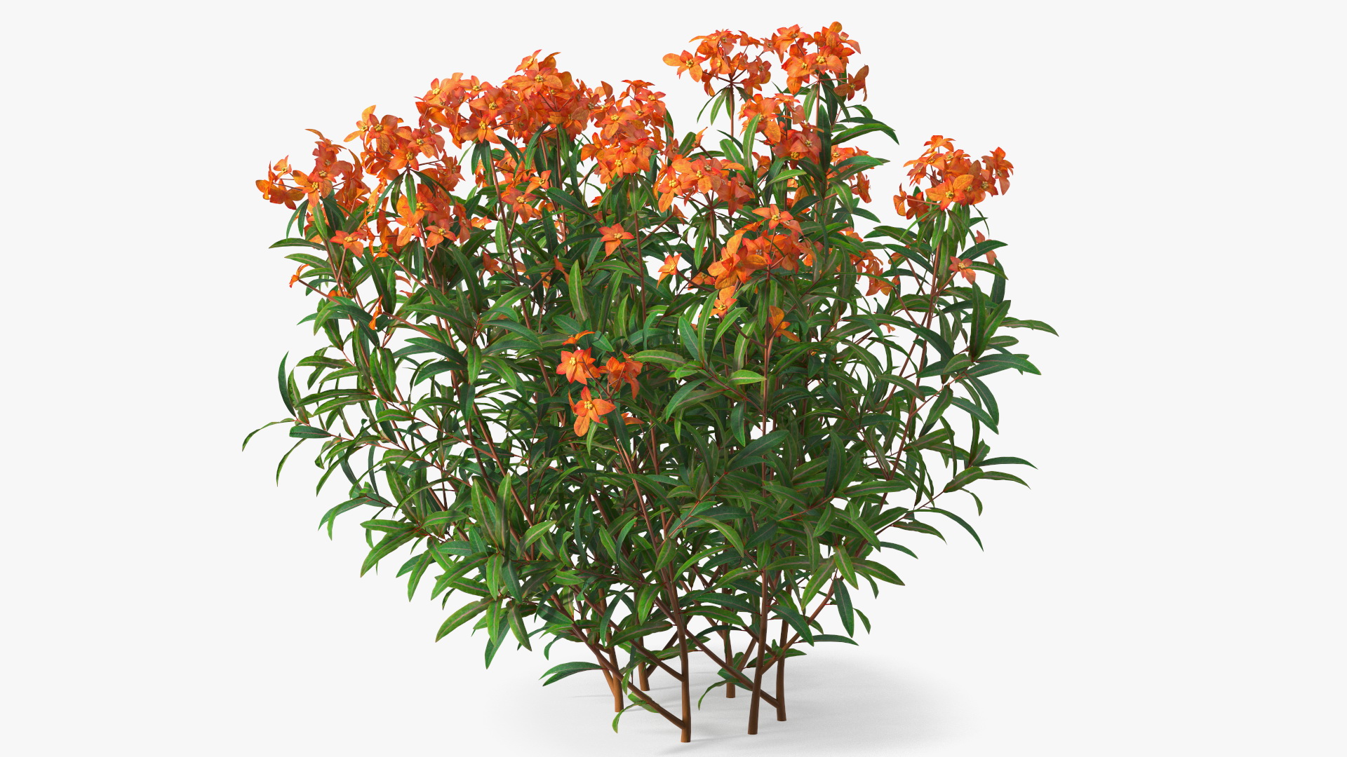 3D model Euphorbia Griffithii