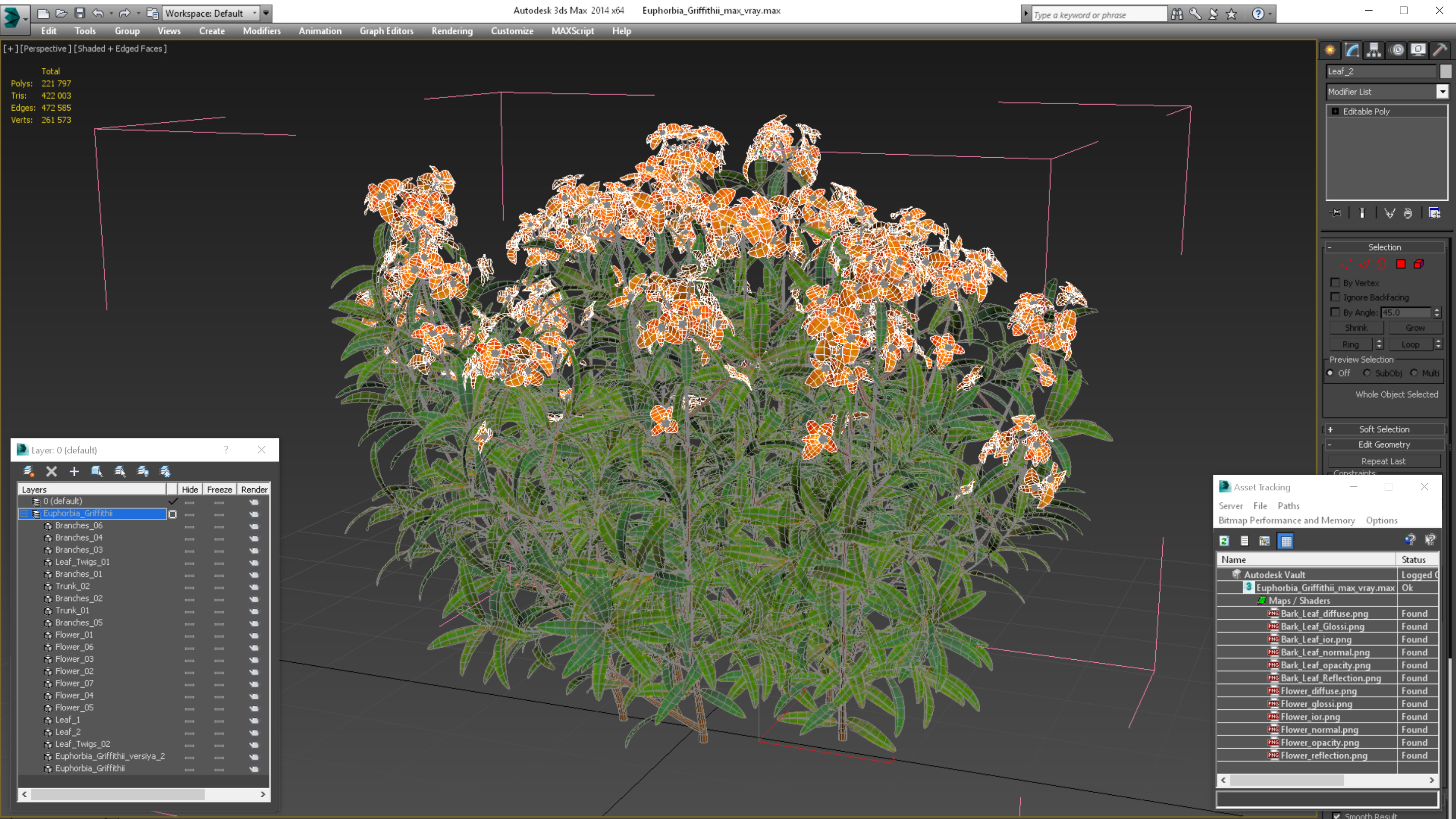 3D model Euphorbia Griffithii