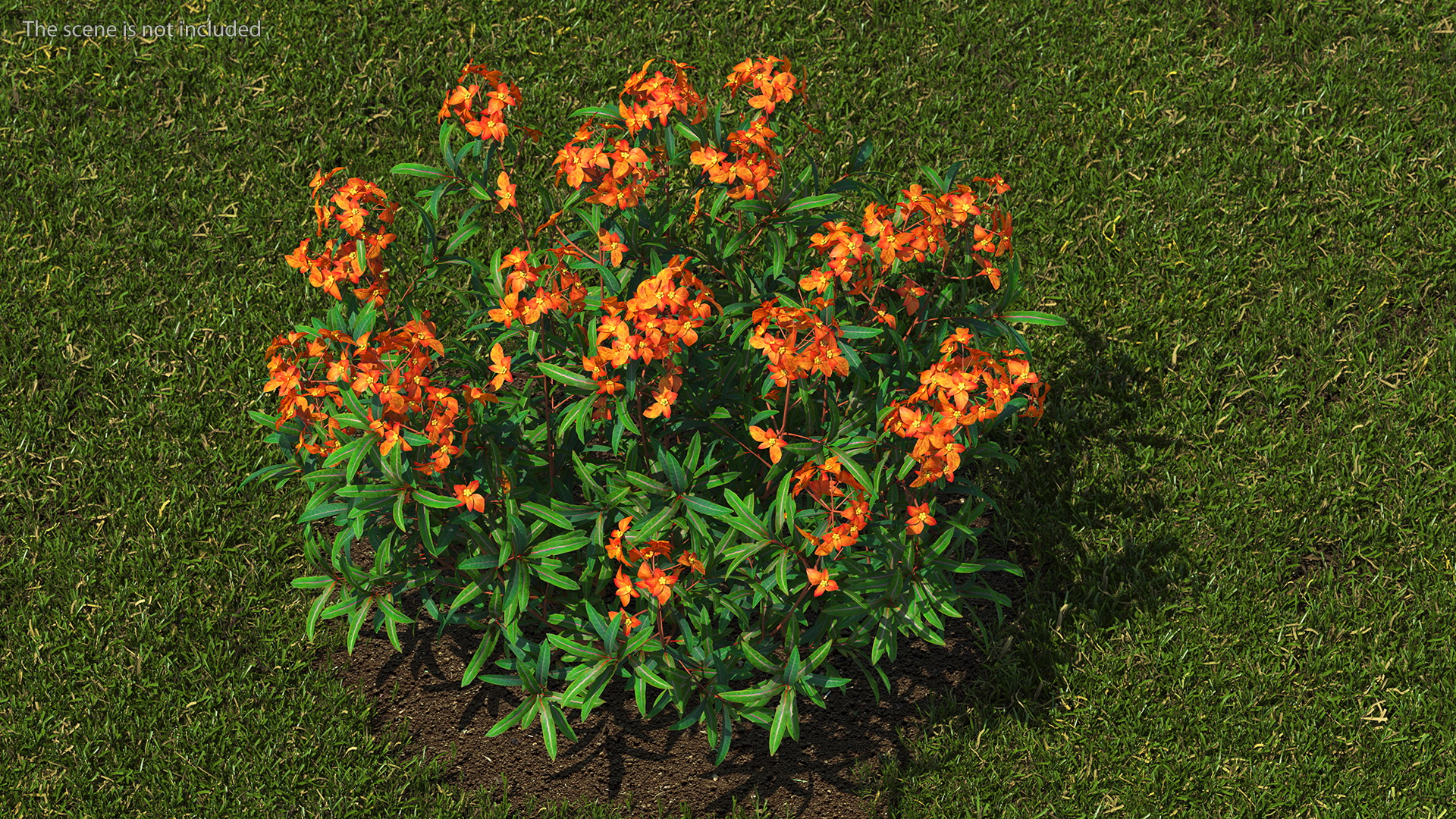 3D model Euphorbia Griffithii