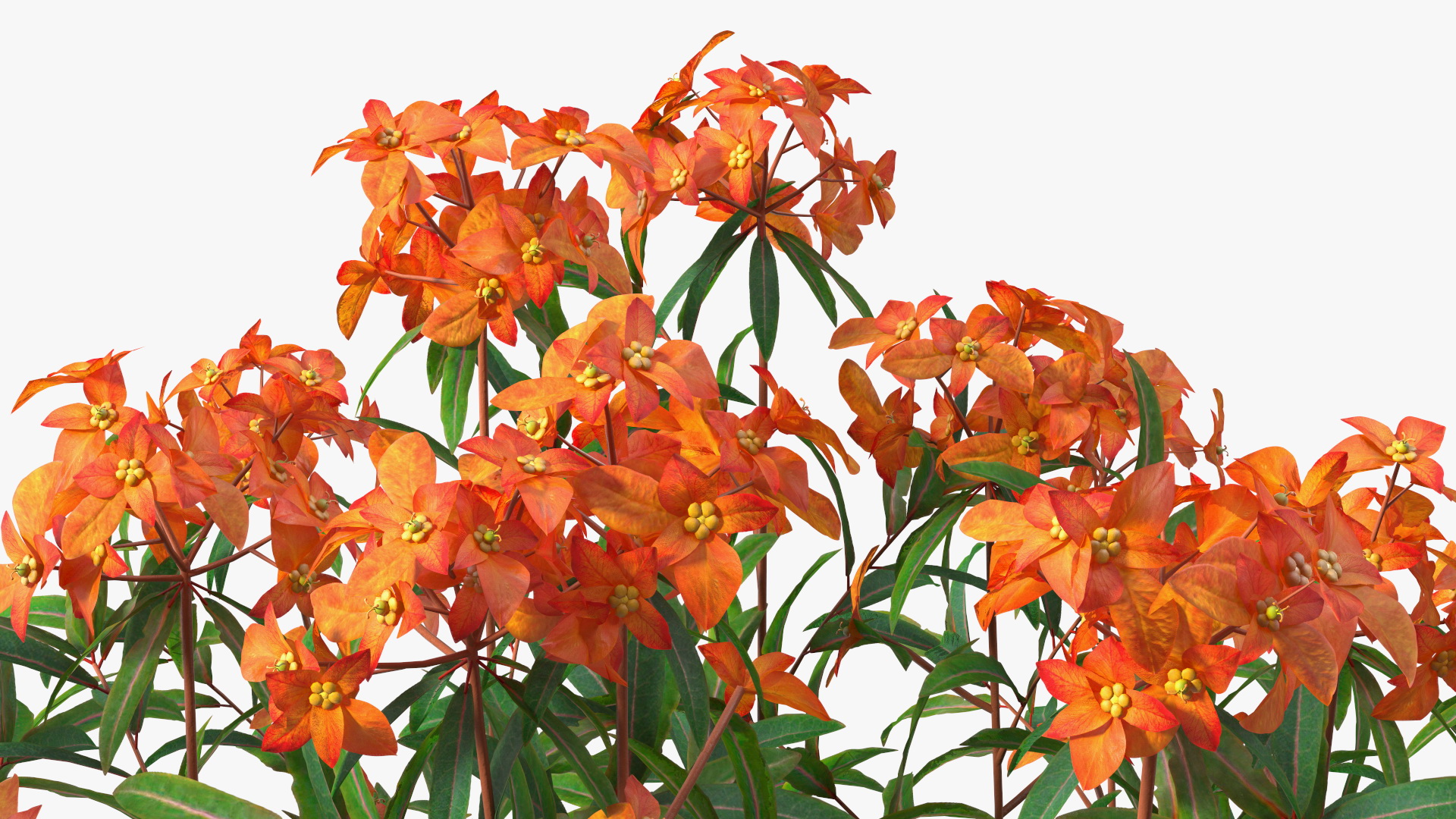 3D model Euphorbia Griffithii