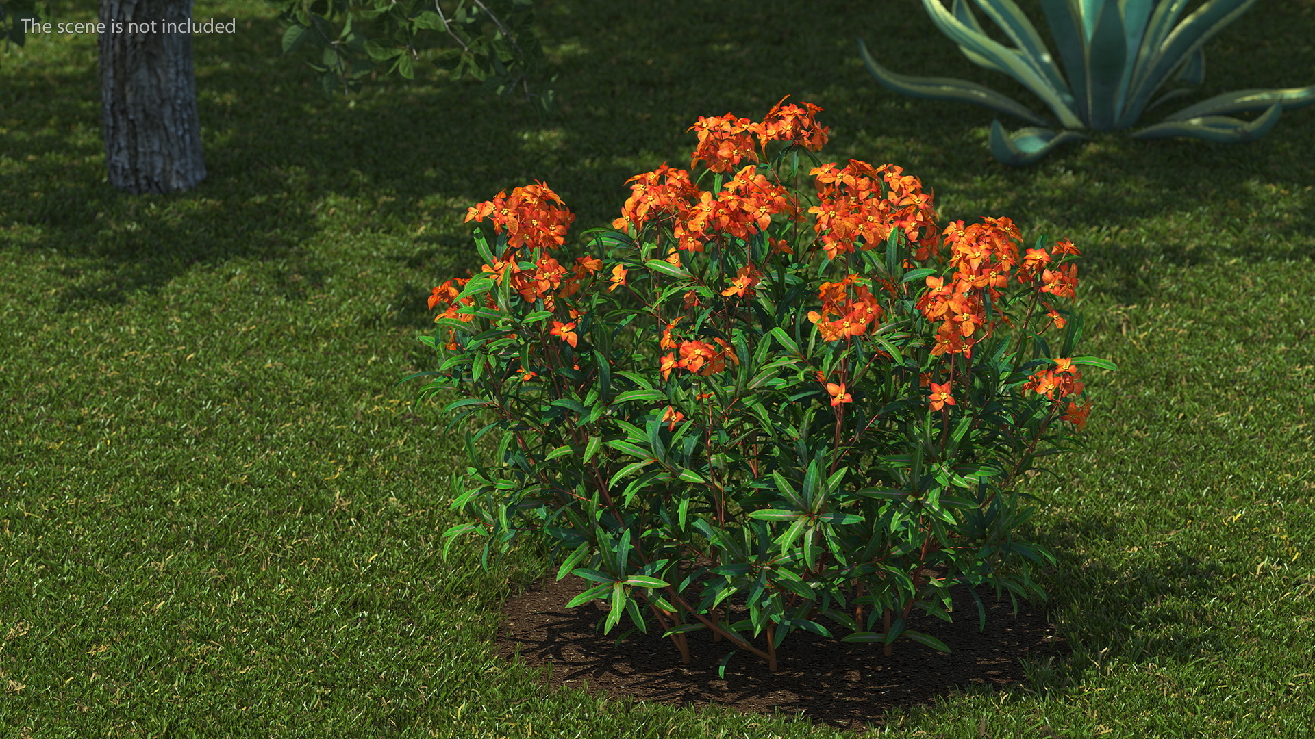 3D model Euphorbia Griffithii