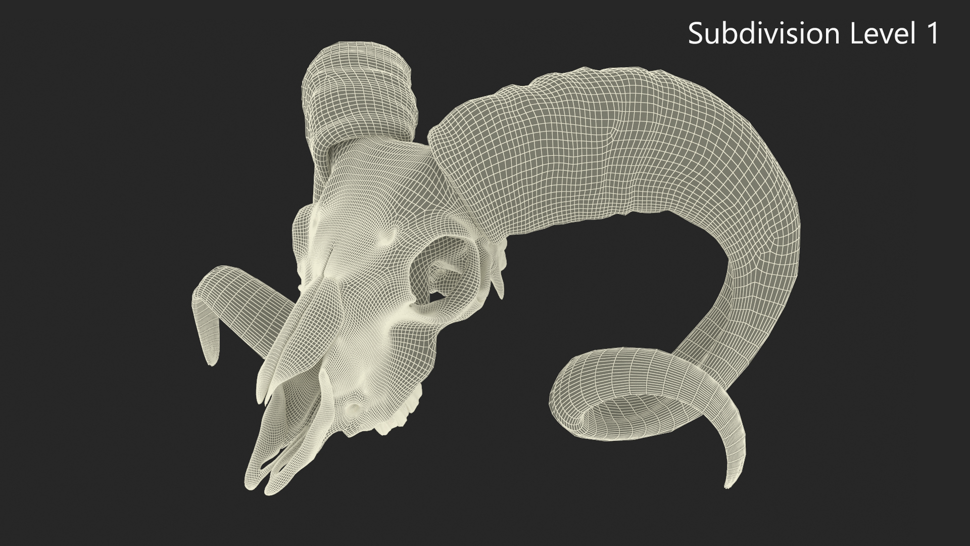 3D Bighorn Ram Skull with Twisted Horns