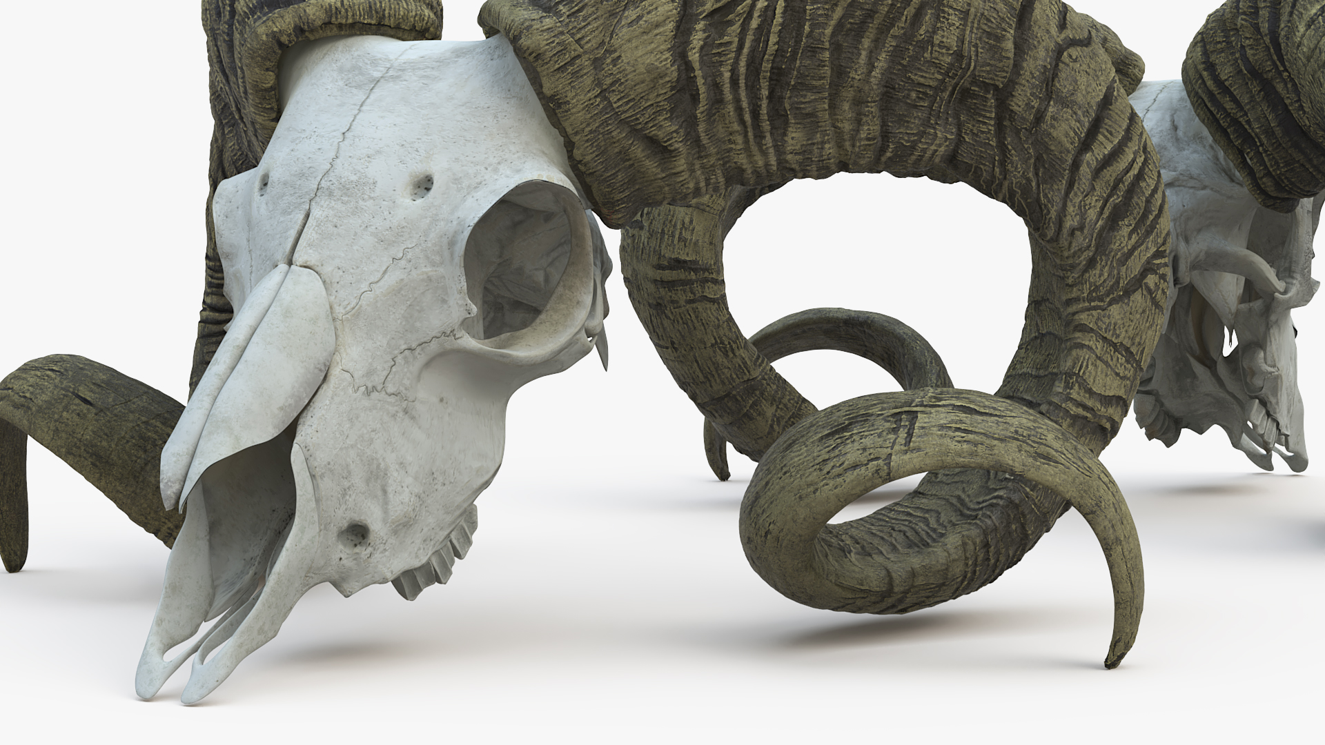 3D Bighorn Ram Skull with Twisted Horns