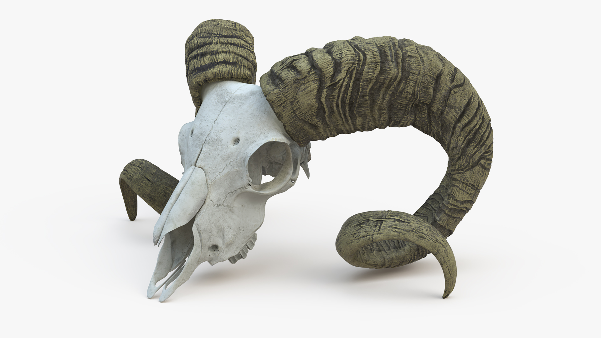 3D Bighorn Ram Skull with Twisted Horns